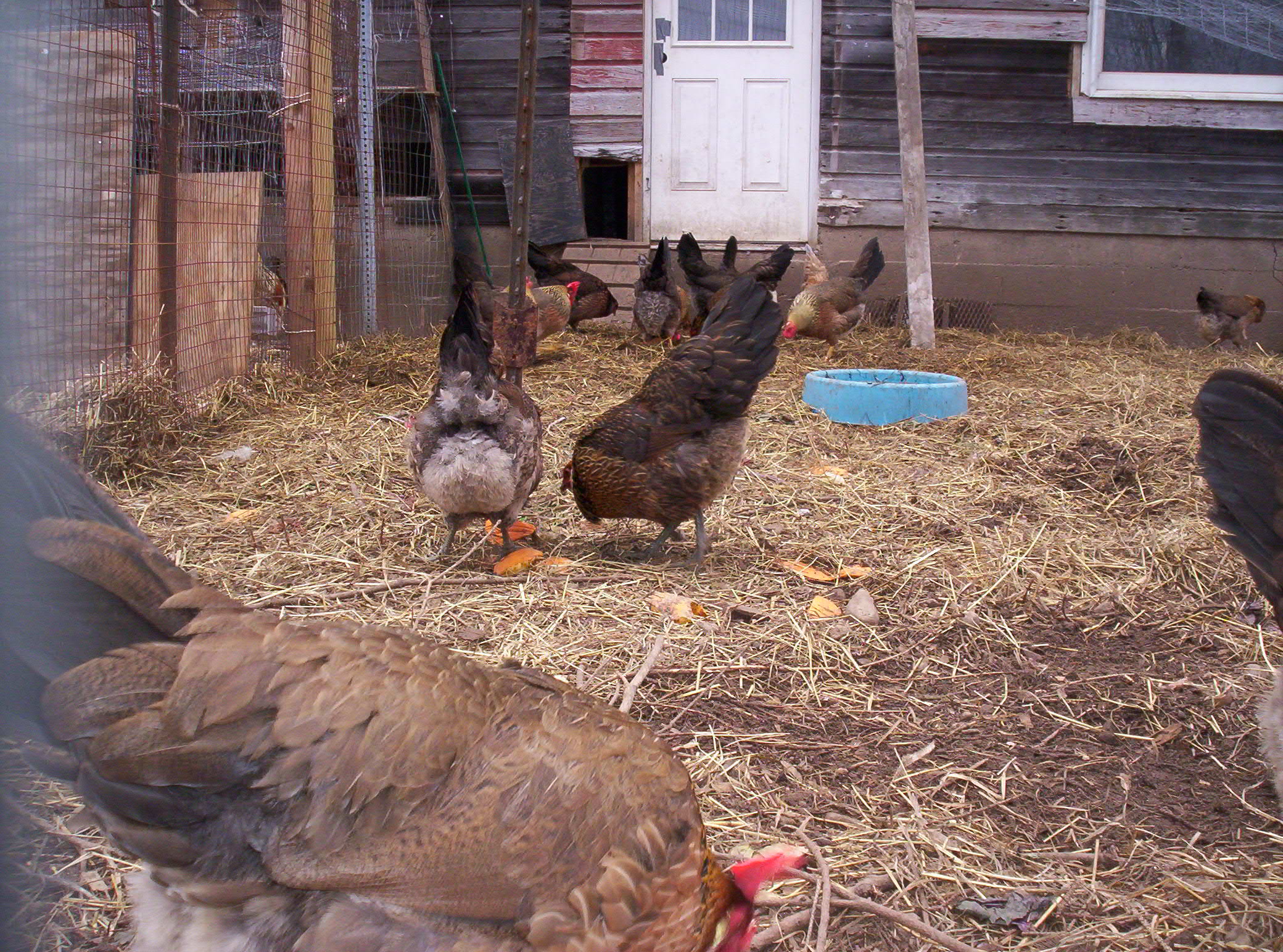 you can see my entrance door -to the left is the chicks door & on the far left you can see the separated rooster  doors.