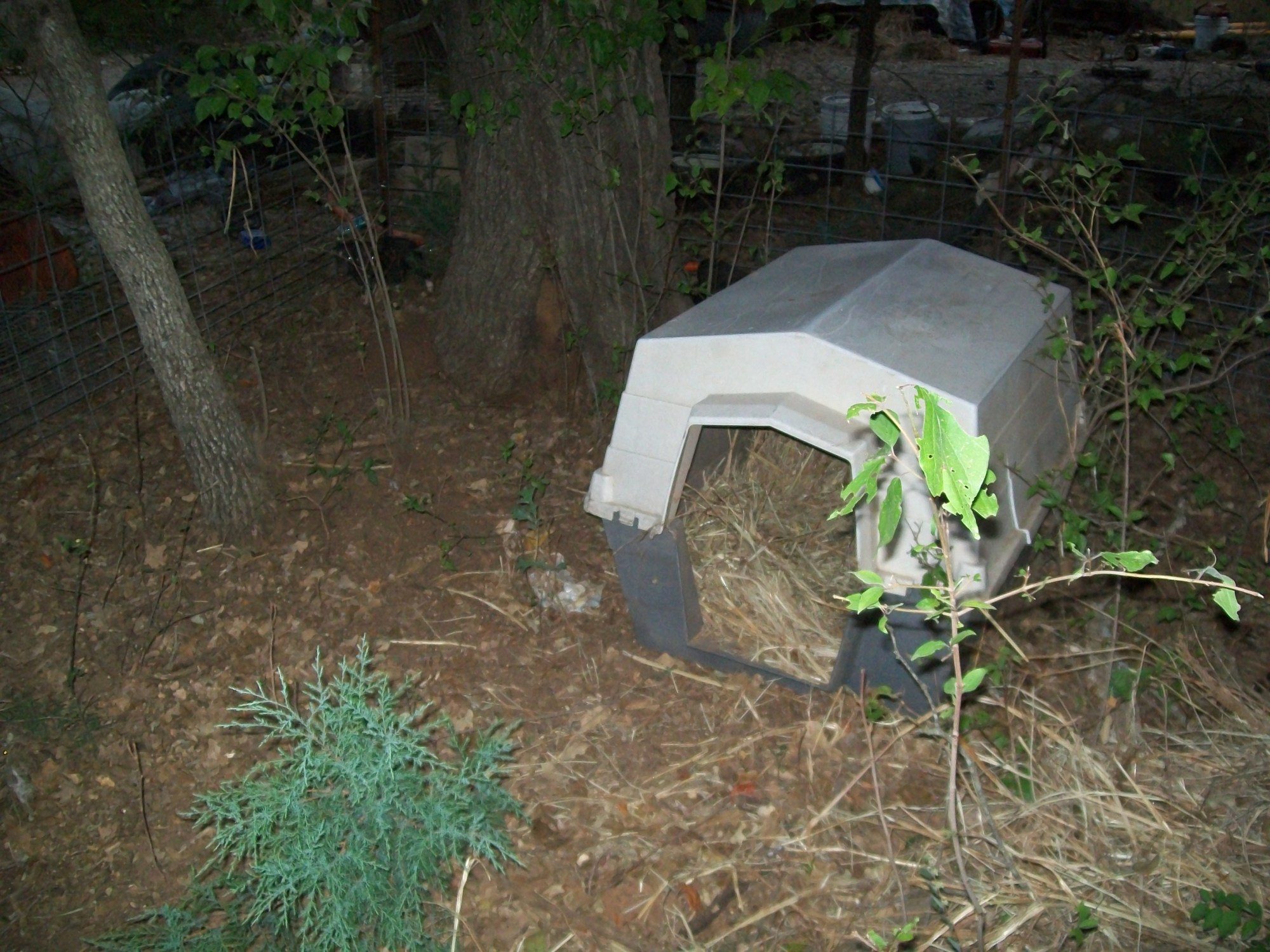 You can see the piggies hiding behind the tree on the left in the back of the pen