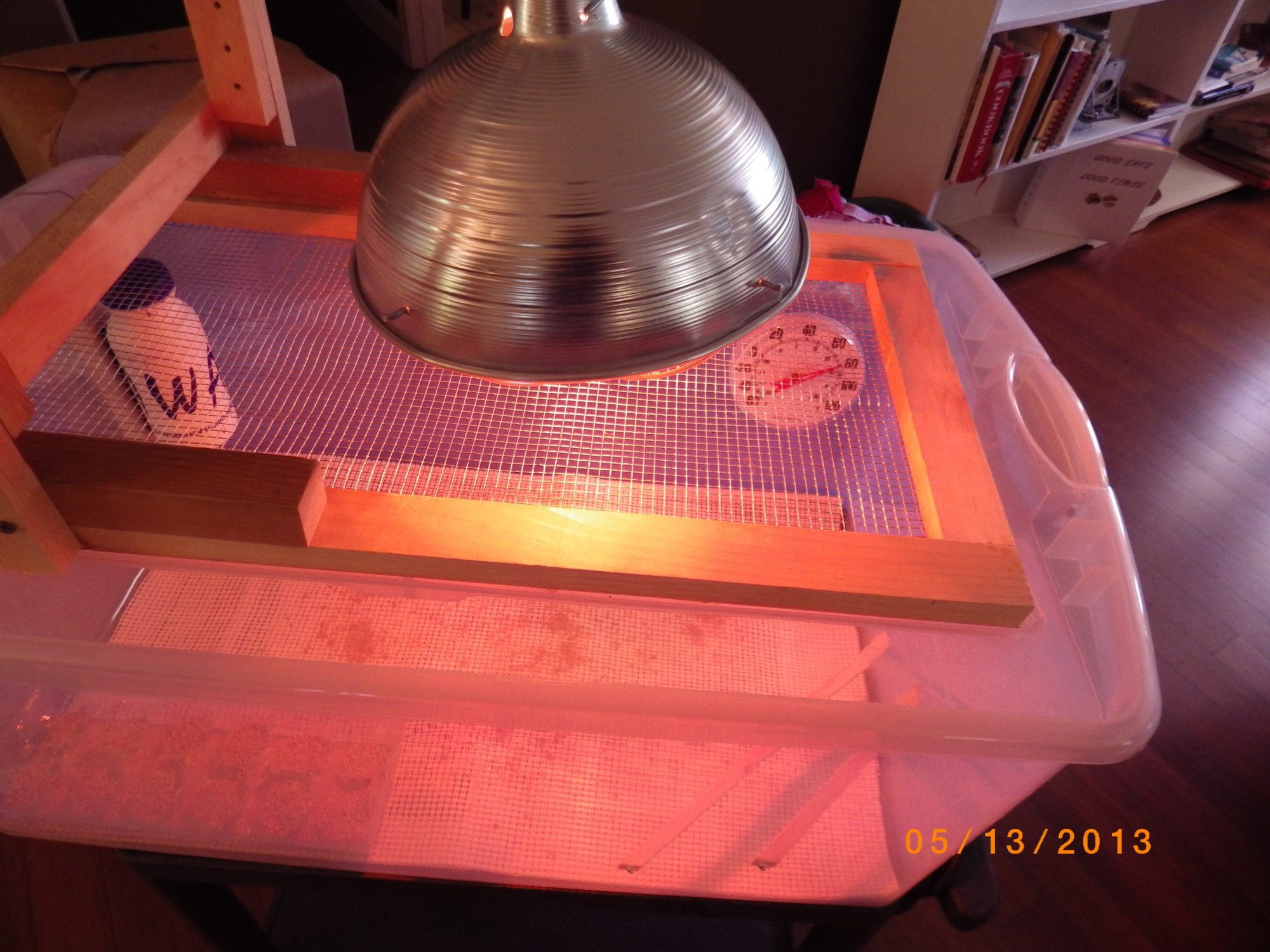 You can see the thermometer that is attached to the inside wall of the brooder.