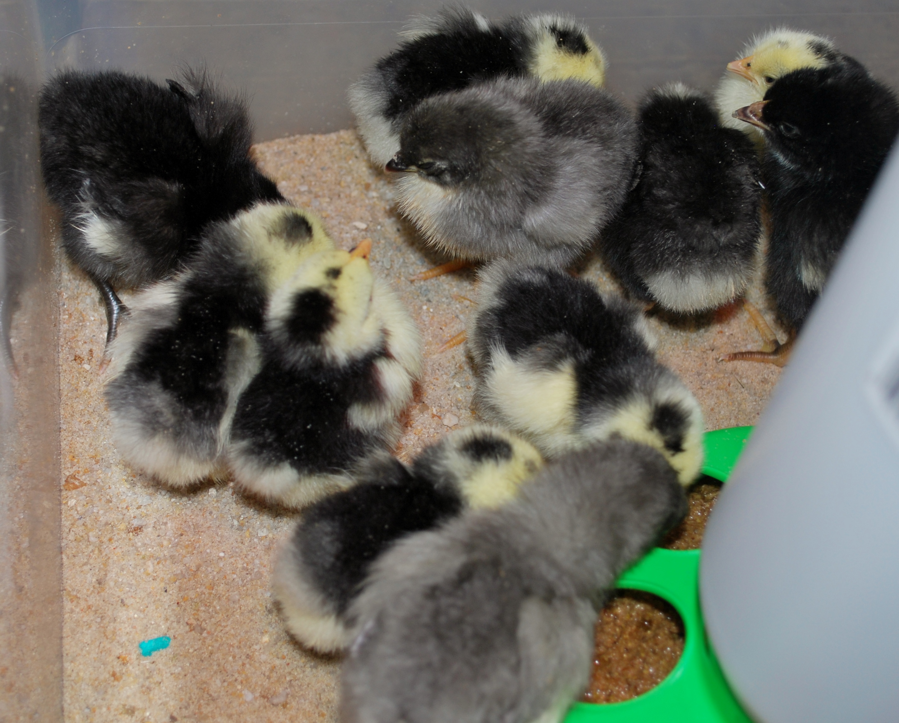 You can spot the Blue Orpingtons