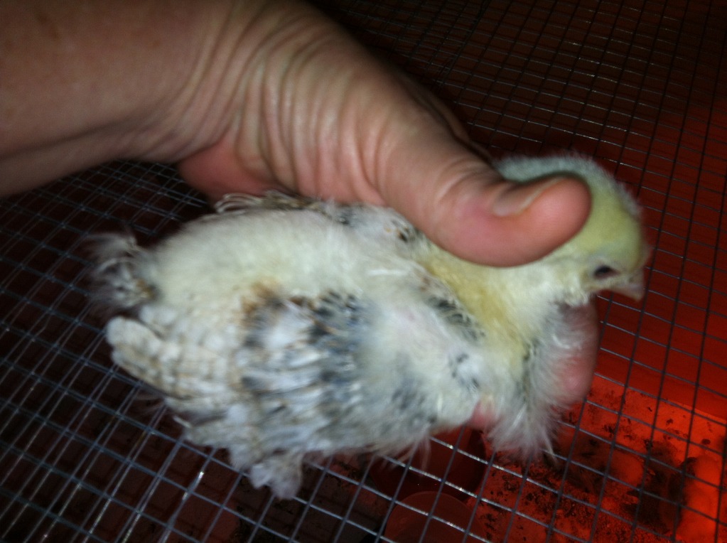 You can tell Sneezy is starting to get some dark feathering around the throat area, tops of the wings and is growing in dark tail feathers.  I still think pullet though