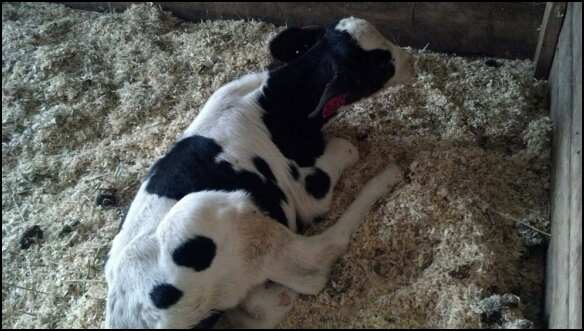 You know you are pure country when you get a calf for your Birthday and you are ecstatic. This is Annie our furture family milk cow.