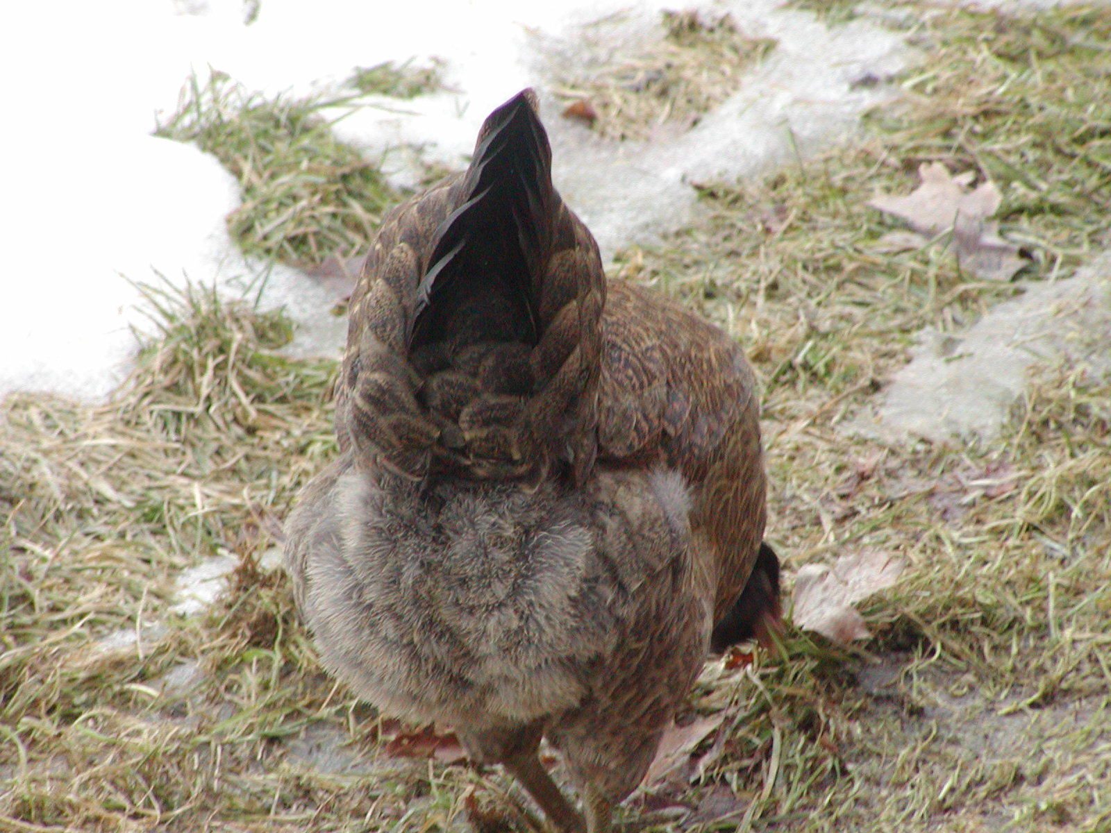 You like fluffy butts? HERE is a fluffy butt!  Easter Egger,