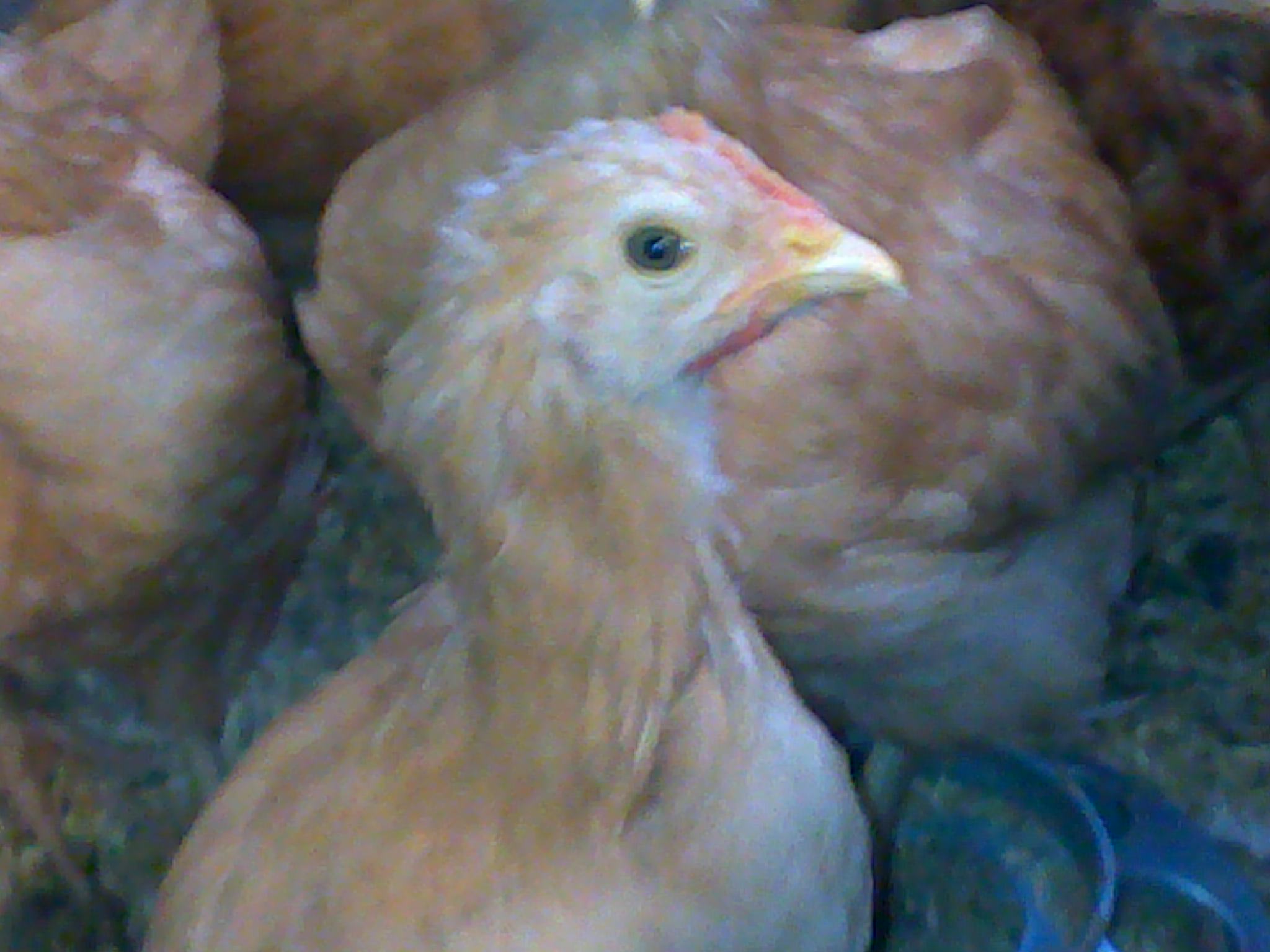 You lookin' at ME!???