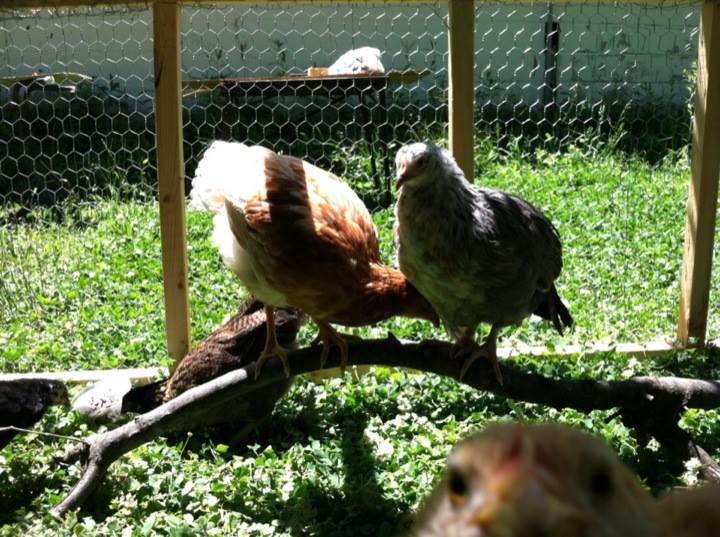 You might think this is a shot of Amelia and Victoria but look at the bottom, Baby photo bomb!  She was actually jumping up and down to reach the phone which I had positioned a the top of the pen.