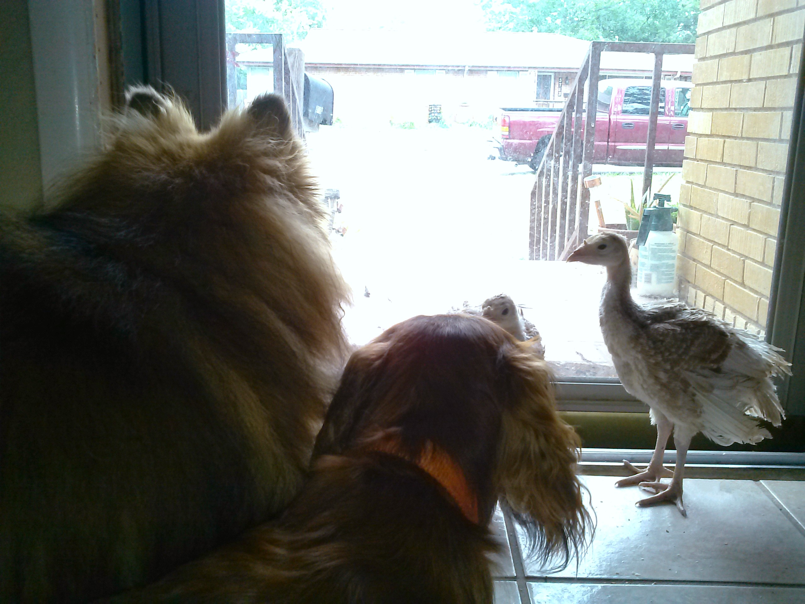 You thinks the dogs are the only ones that bark when the door bell rings!