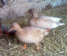 Young adult buff pair 2014