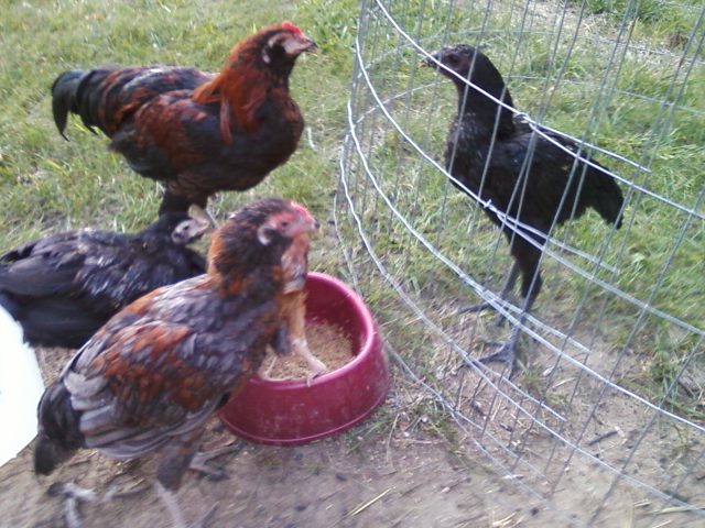 Young birds. 3-5month range. birds to the left are Thai mix with Easter Eggers. bird to the right is a Hmong Cockerel