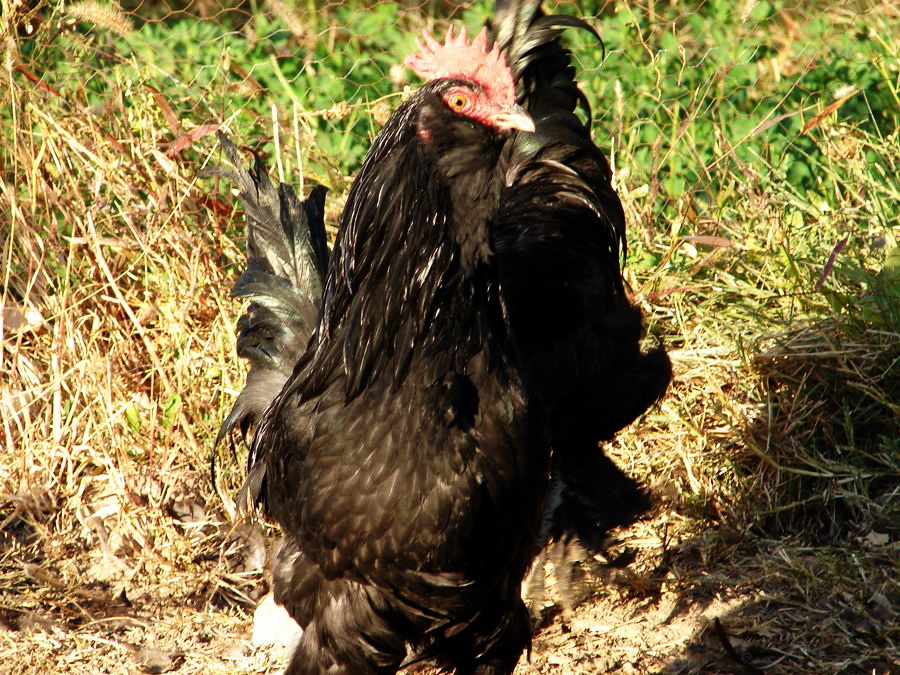 young black azerbaijan roosters