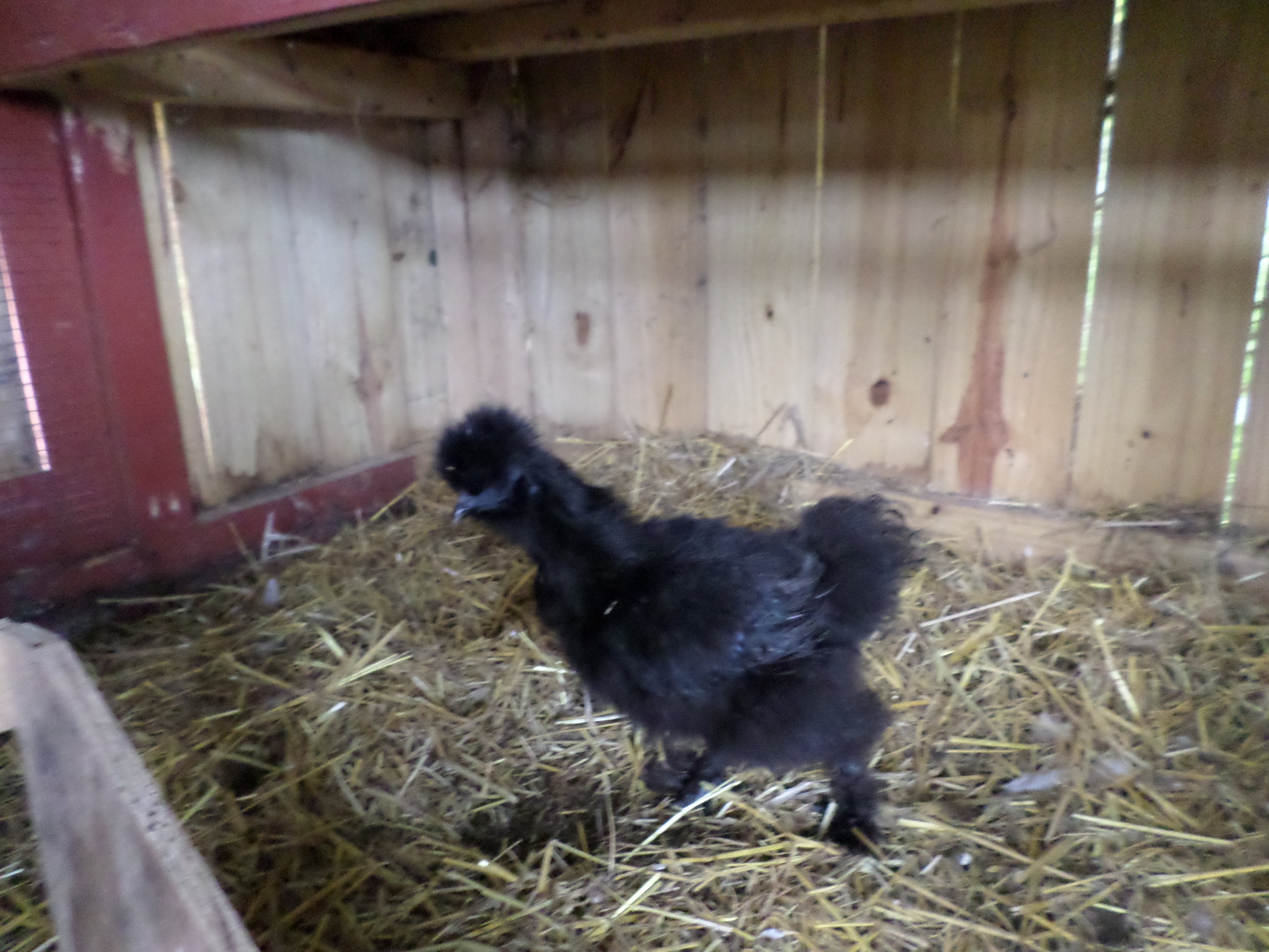 young black Silkie