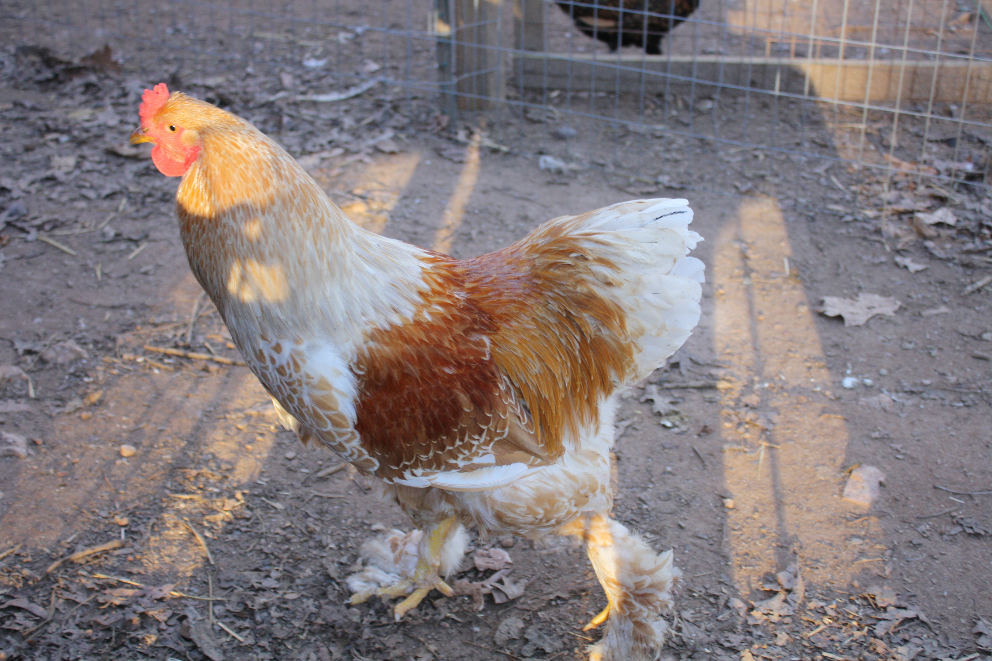Young Buff Brahama Roo