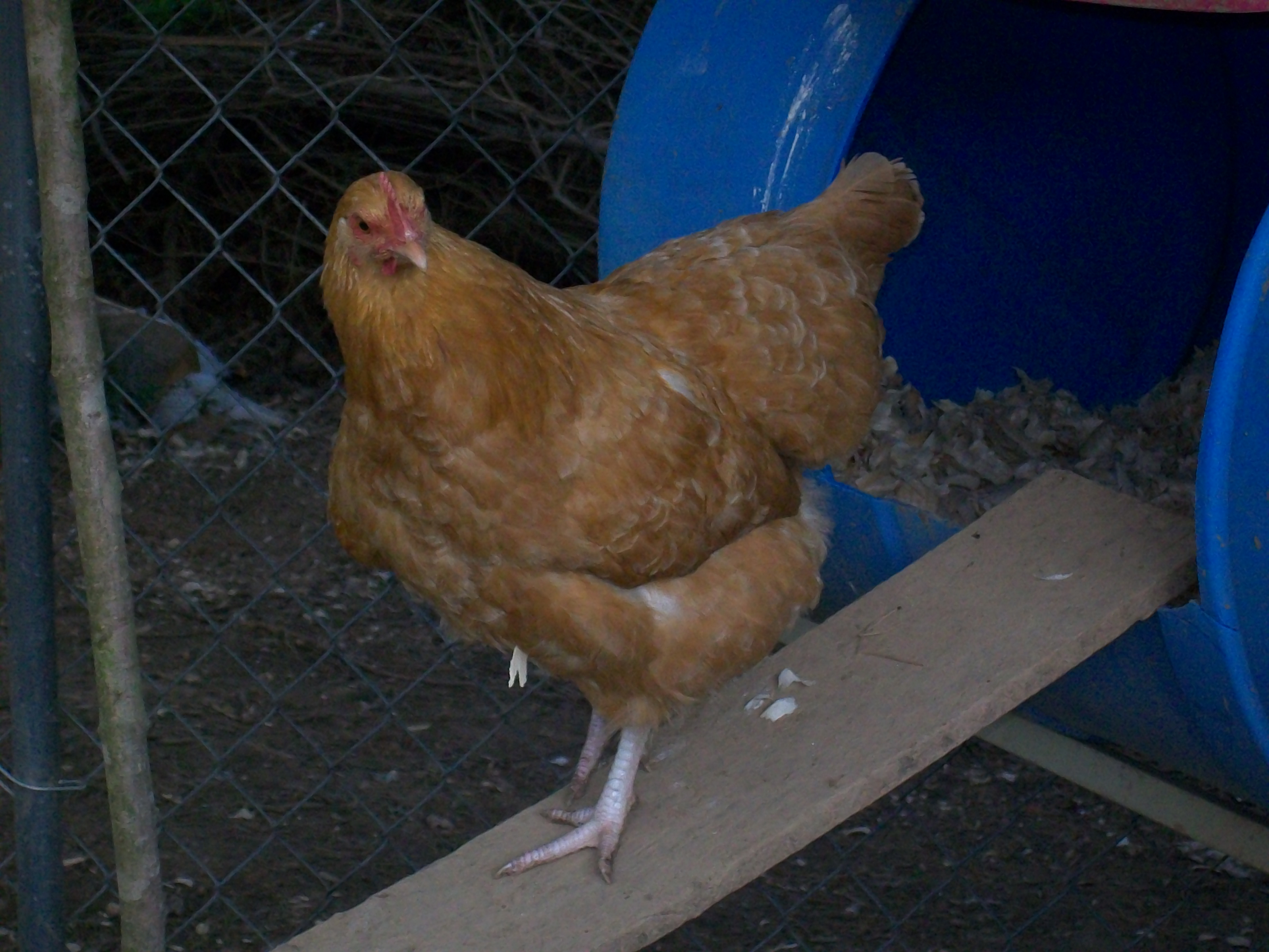 young Buff Orpington Pullets BackYard Chickens Learn How to Raise