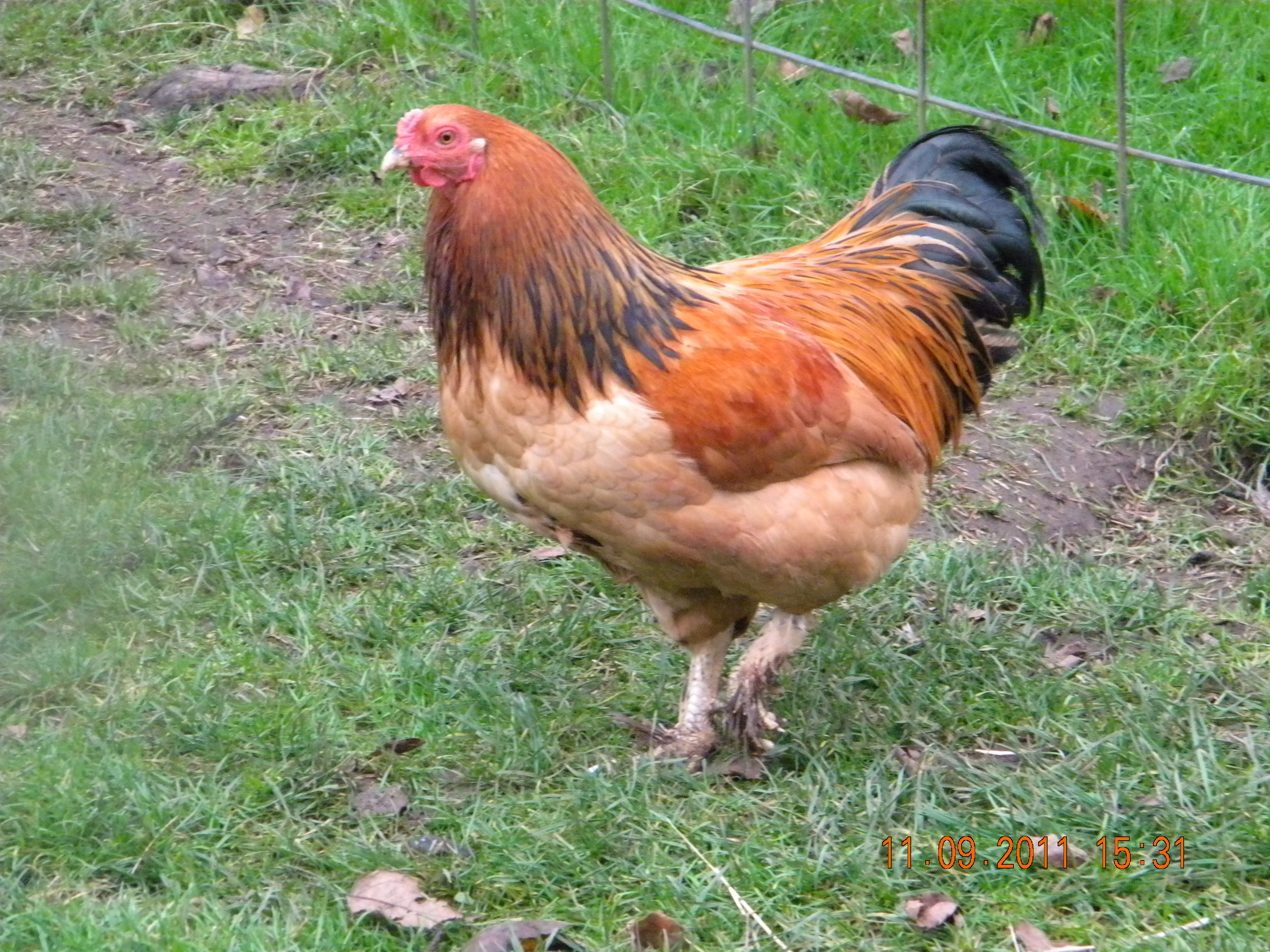 young buff rooster