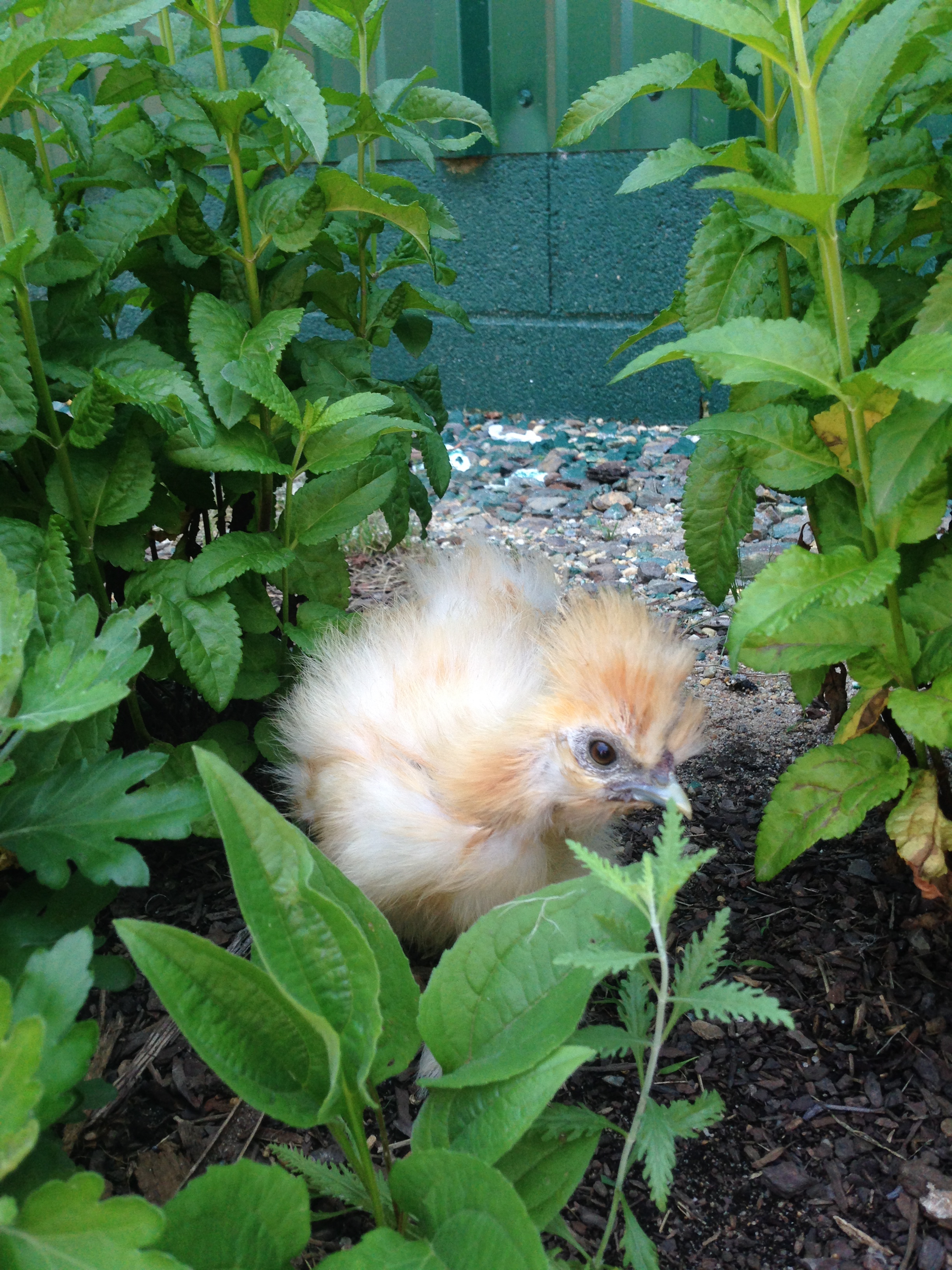 Young buff Silkie looking for insects!