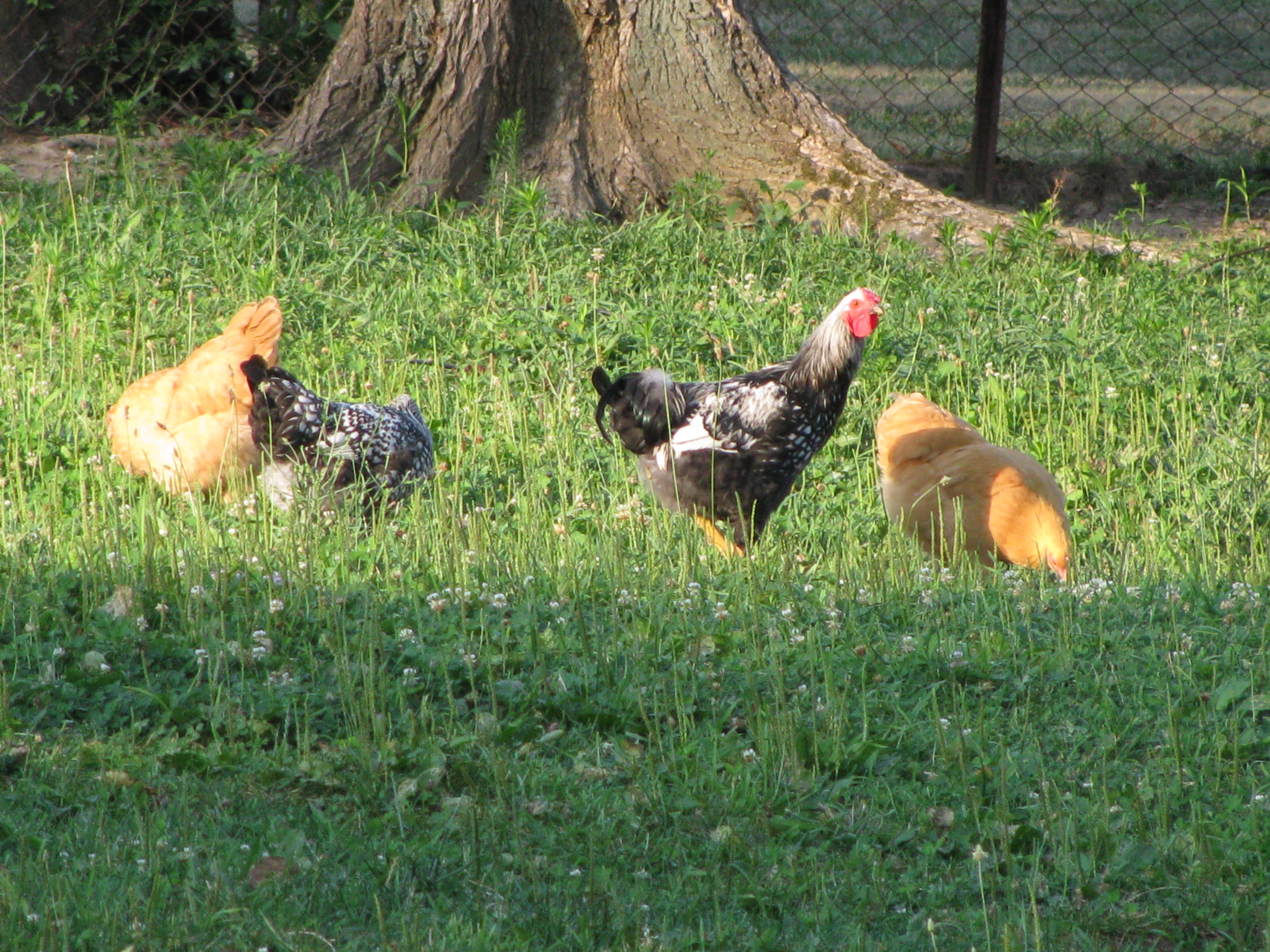 young chickens