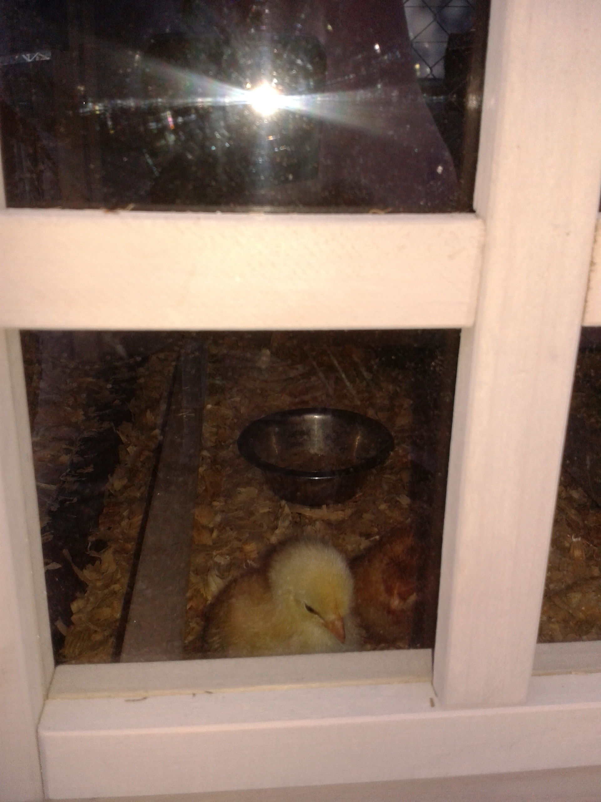 Young chicks looking through the window