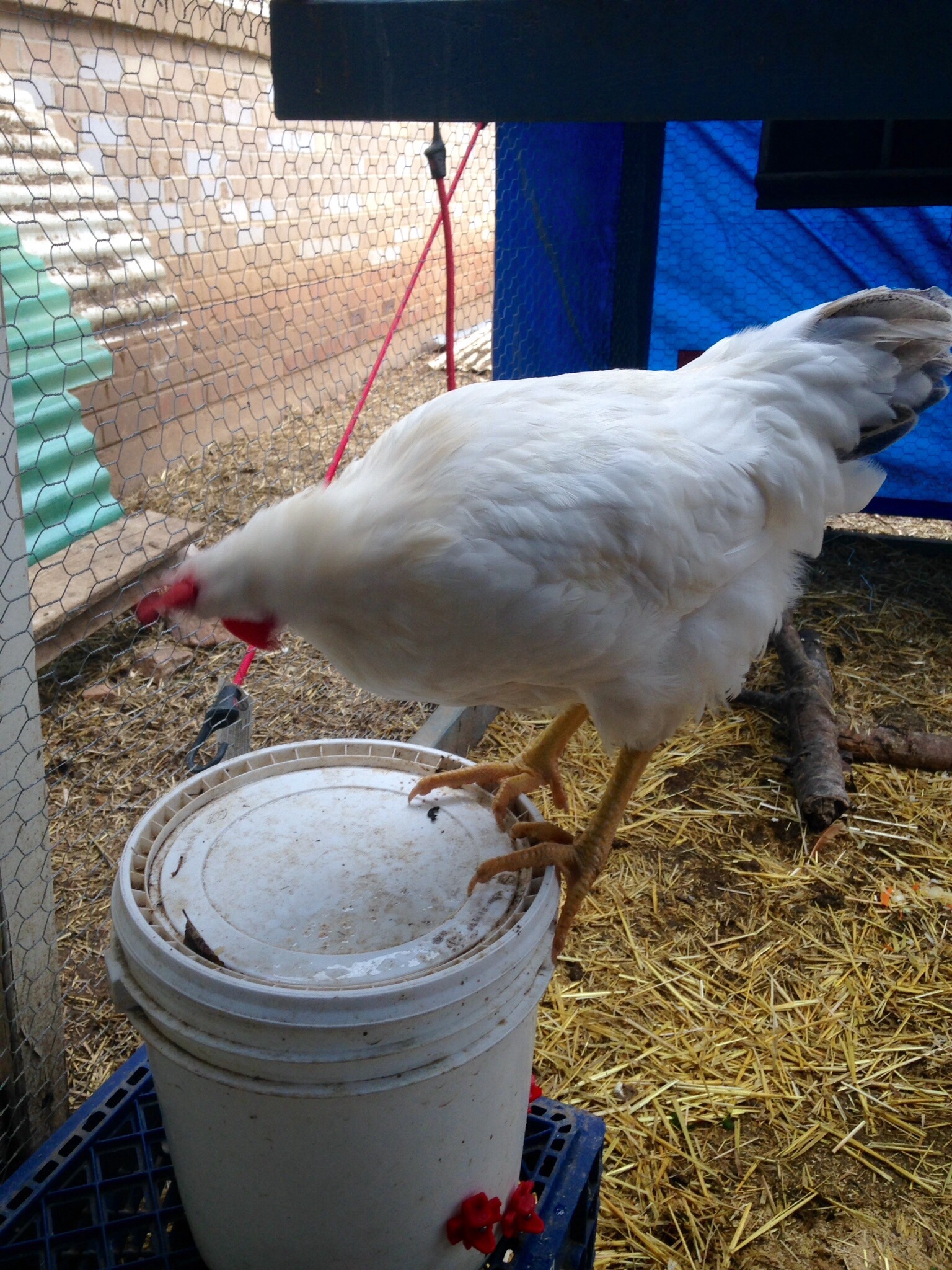 Young cockerel - Buff Oroh x Delaware
