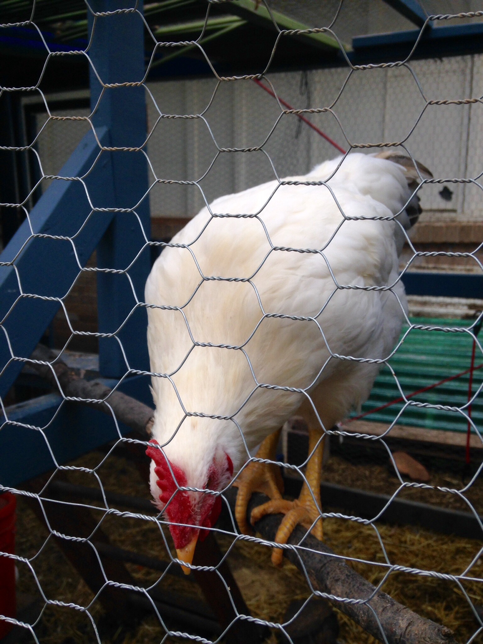 Young cockerel - Buff Orph x Delaware
