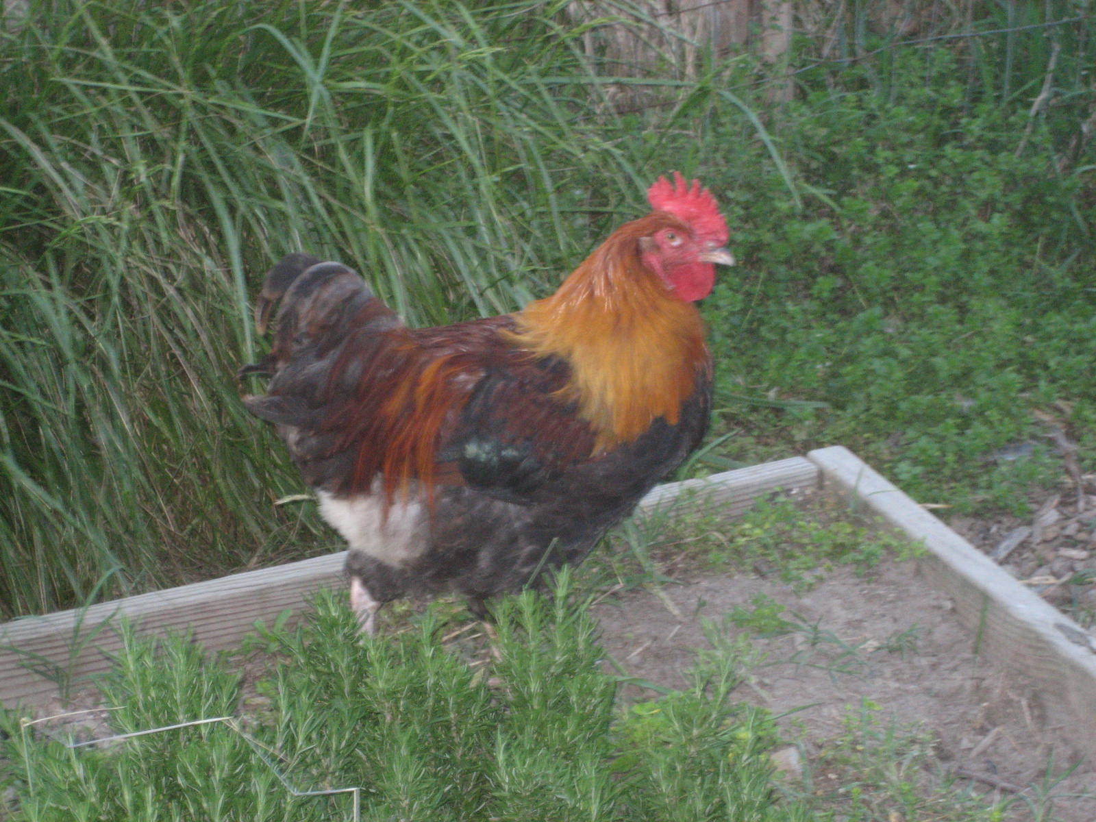 Young cockerel (hatched 03 Dec 2011)