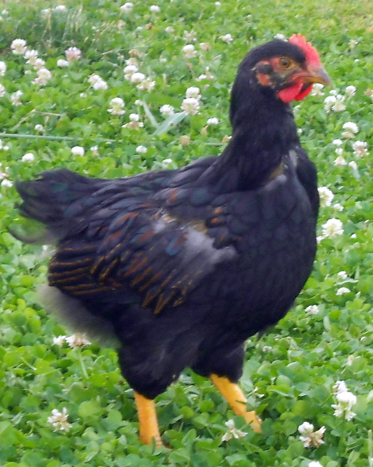 young cockerel seems to have good type