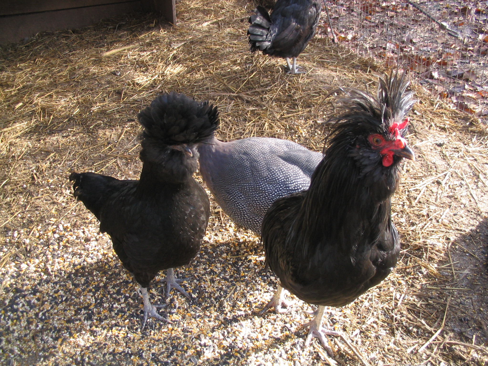 Young Crevecoeur pullet and cockerel with their shy guinea friend.