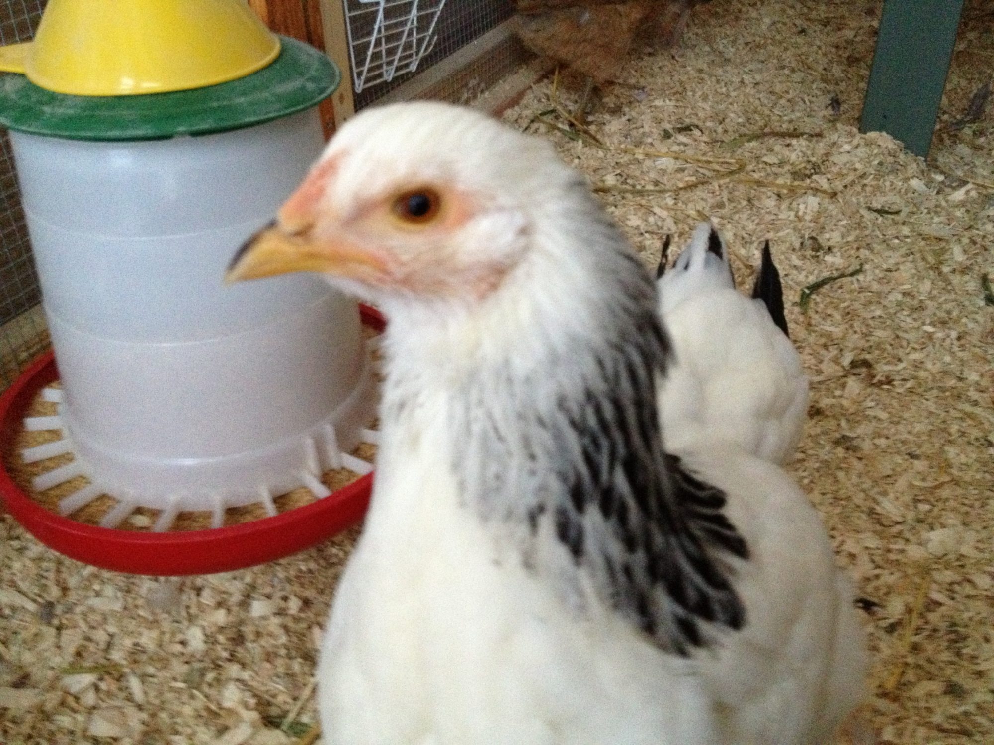 Young Daphne was originally called Daisy, but when you watch a Light Brahma walk it