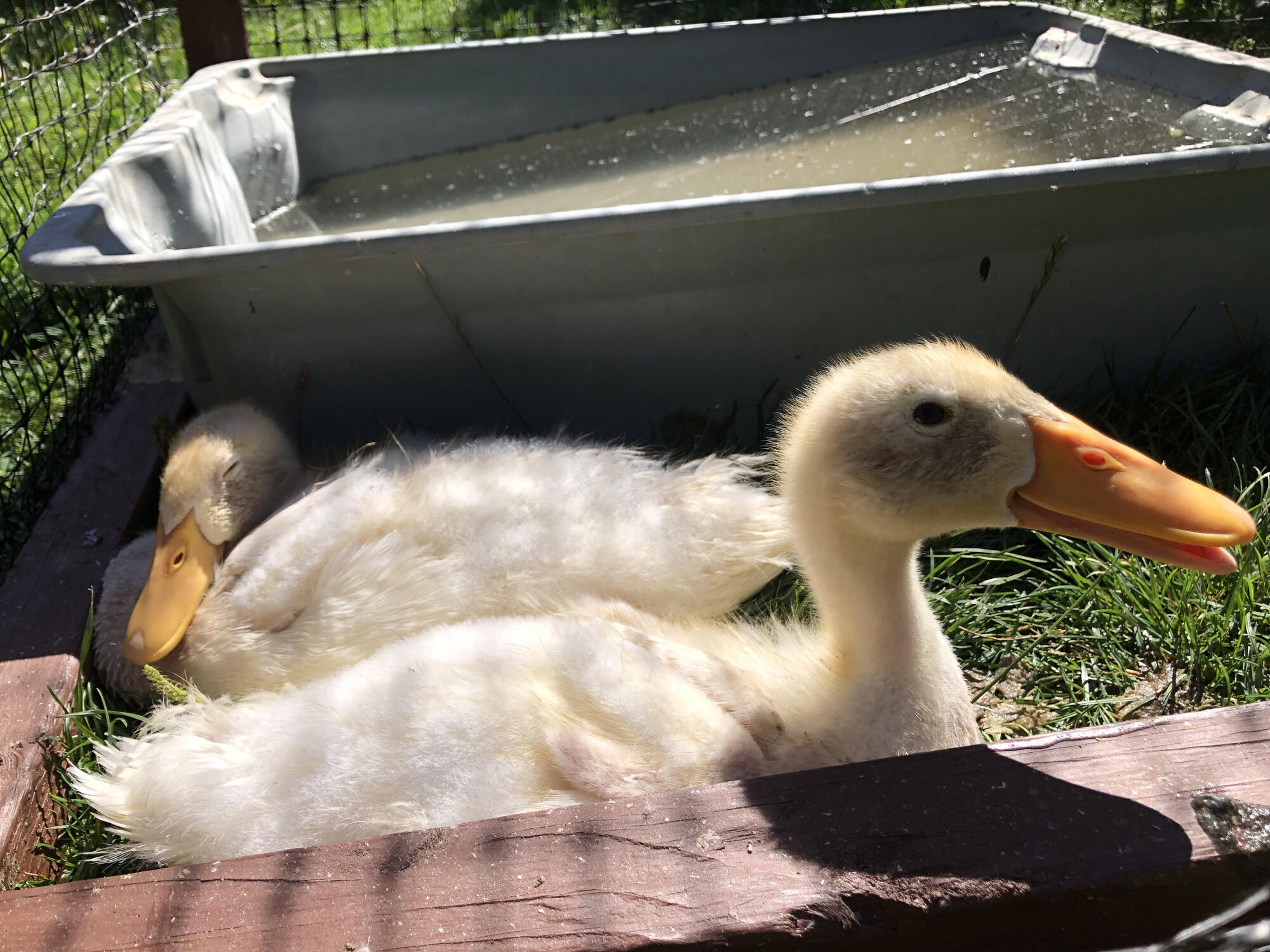 Young ducklings