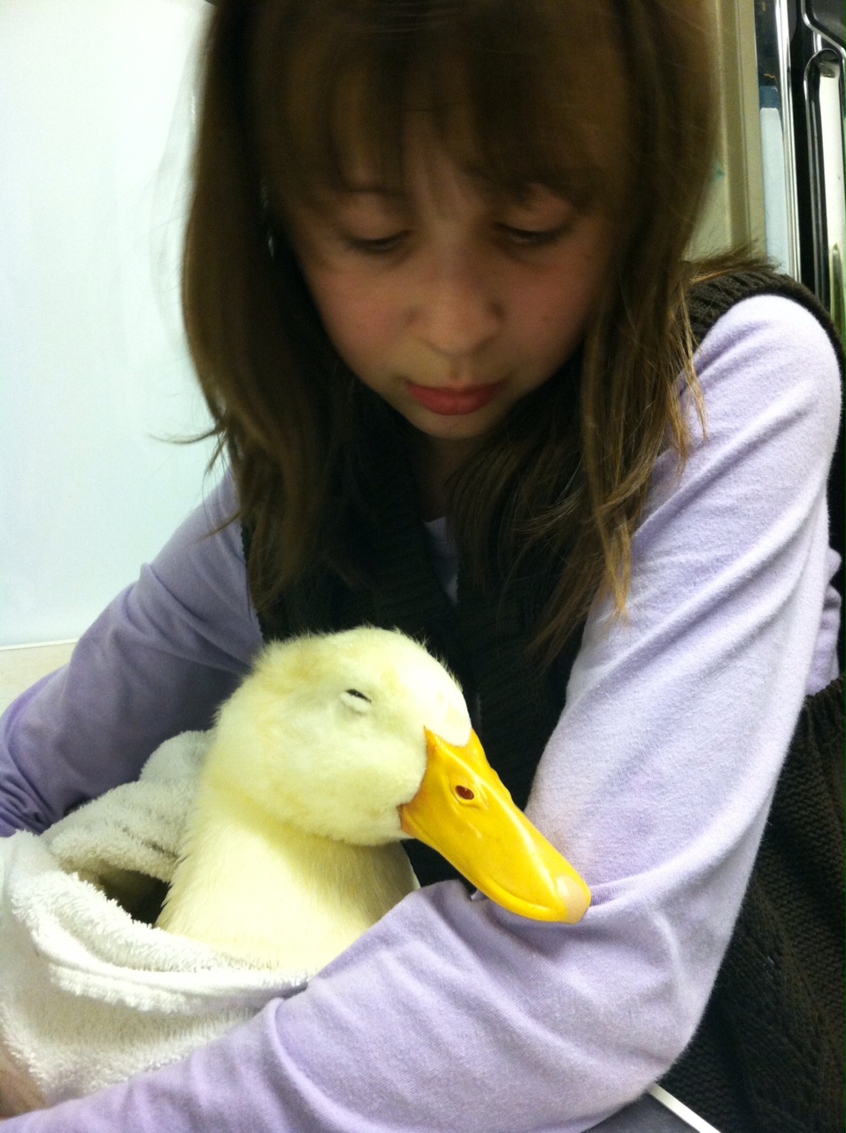 Young duck's first run-in with a box turtle. Almost took her toe off.