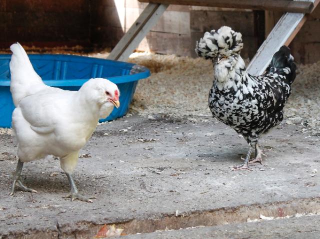 Young girls - Easter Egger (left) and Mottled Houdan (right)