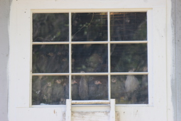 Young guineas in their loft.