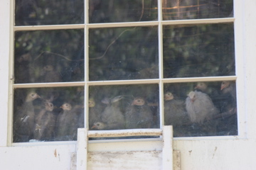Young guineas looking out the window of their loft.