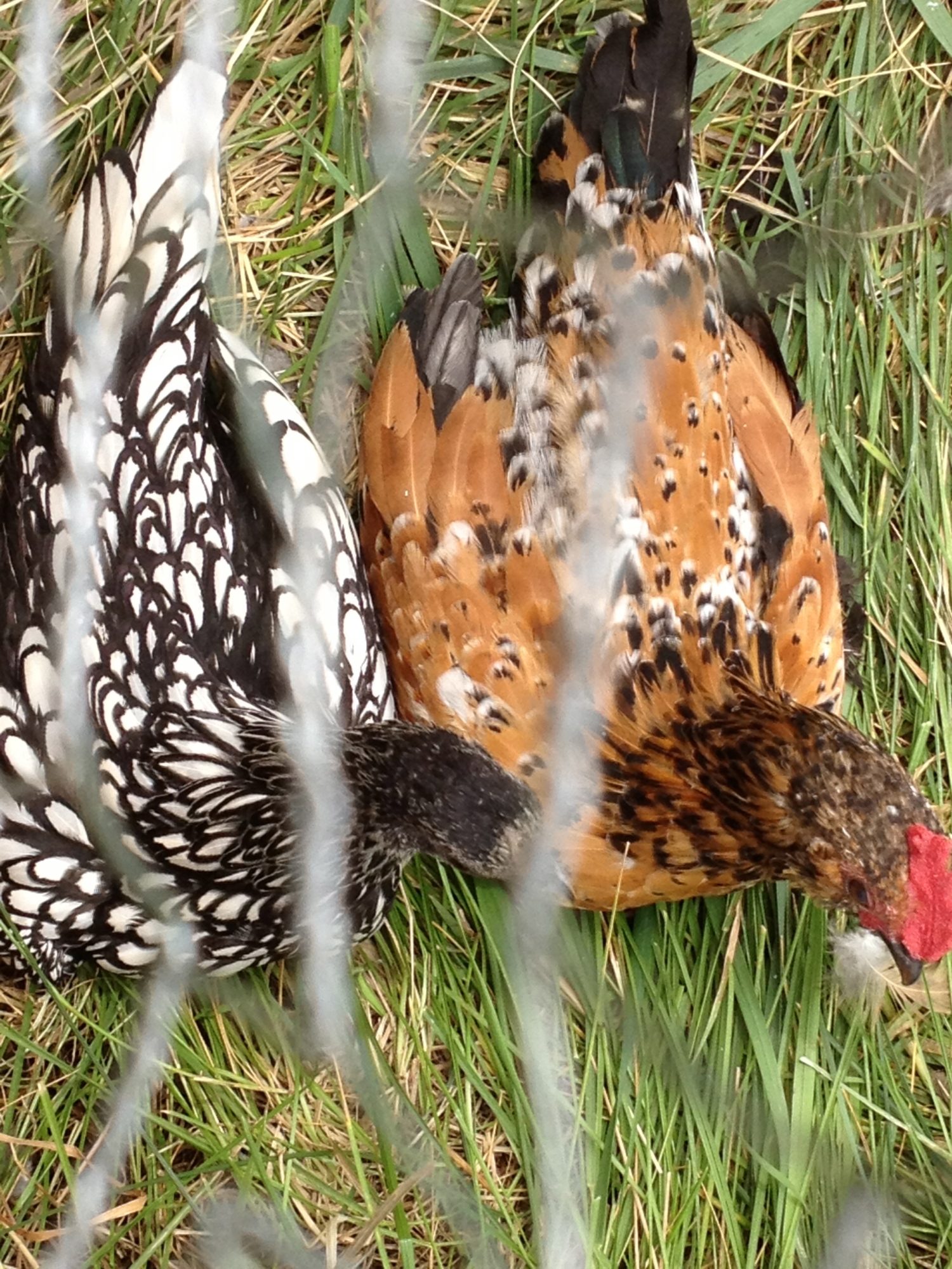 Young hen friends taking a nap in the shade.
