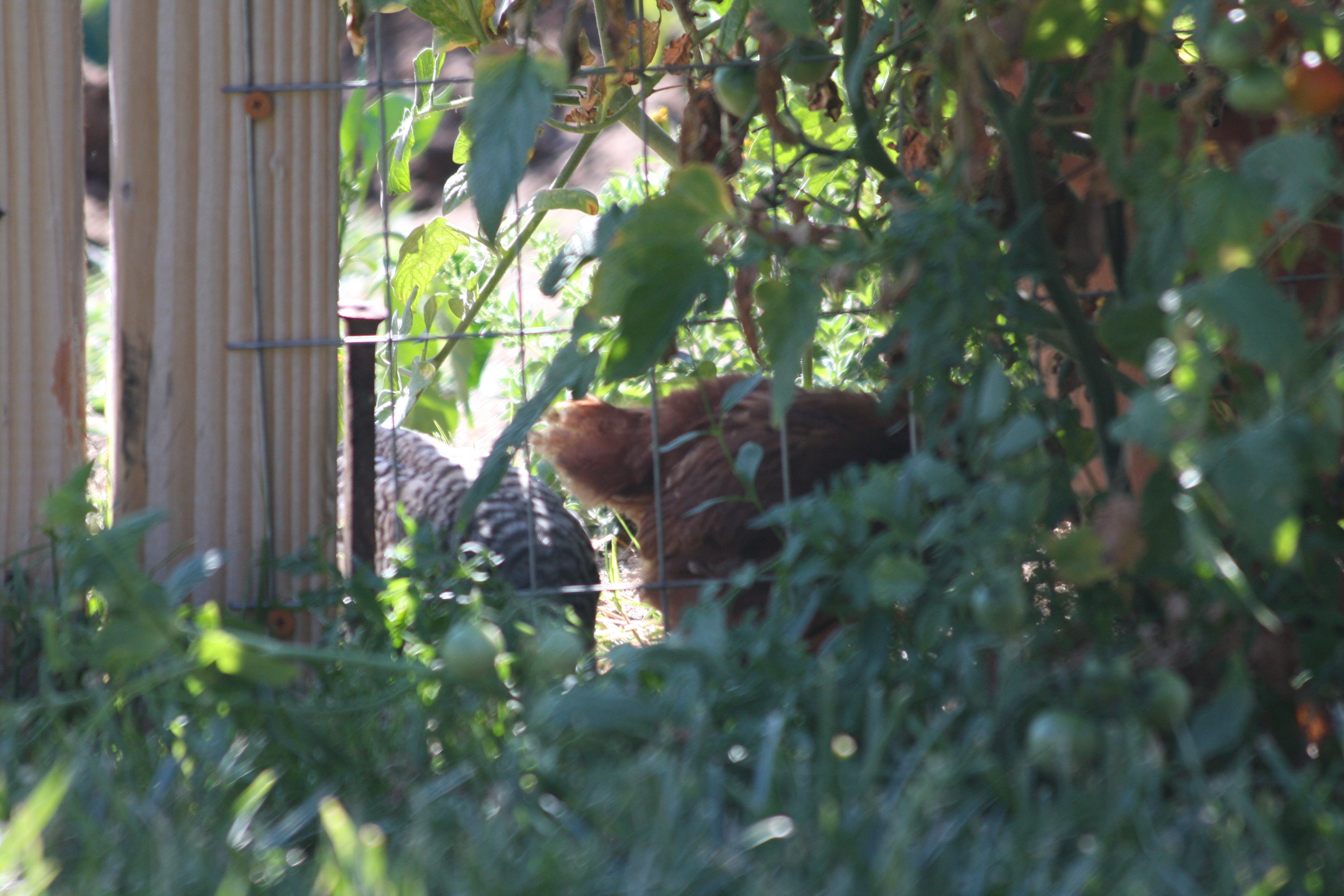 young hens exploring and enjoying the garden 3
