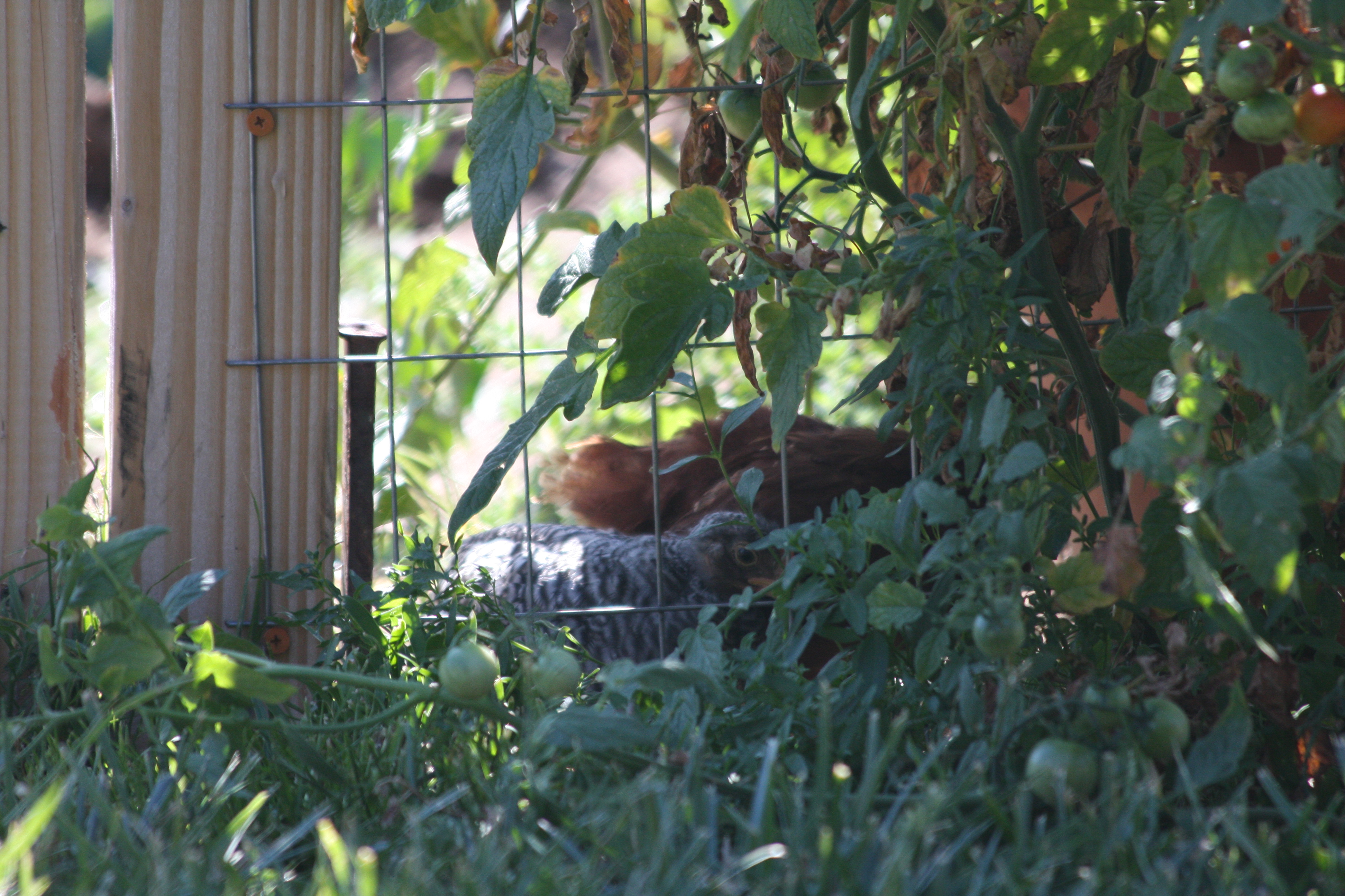 young hens exploring and enjoying the garden 4