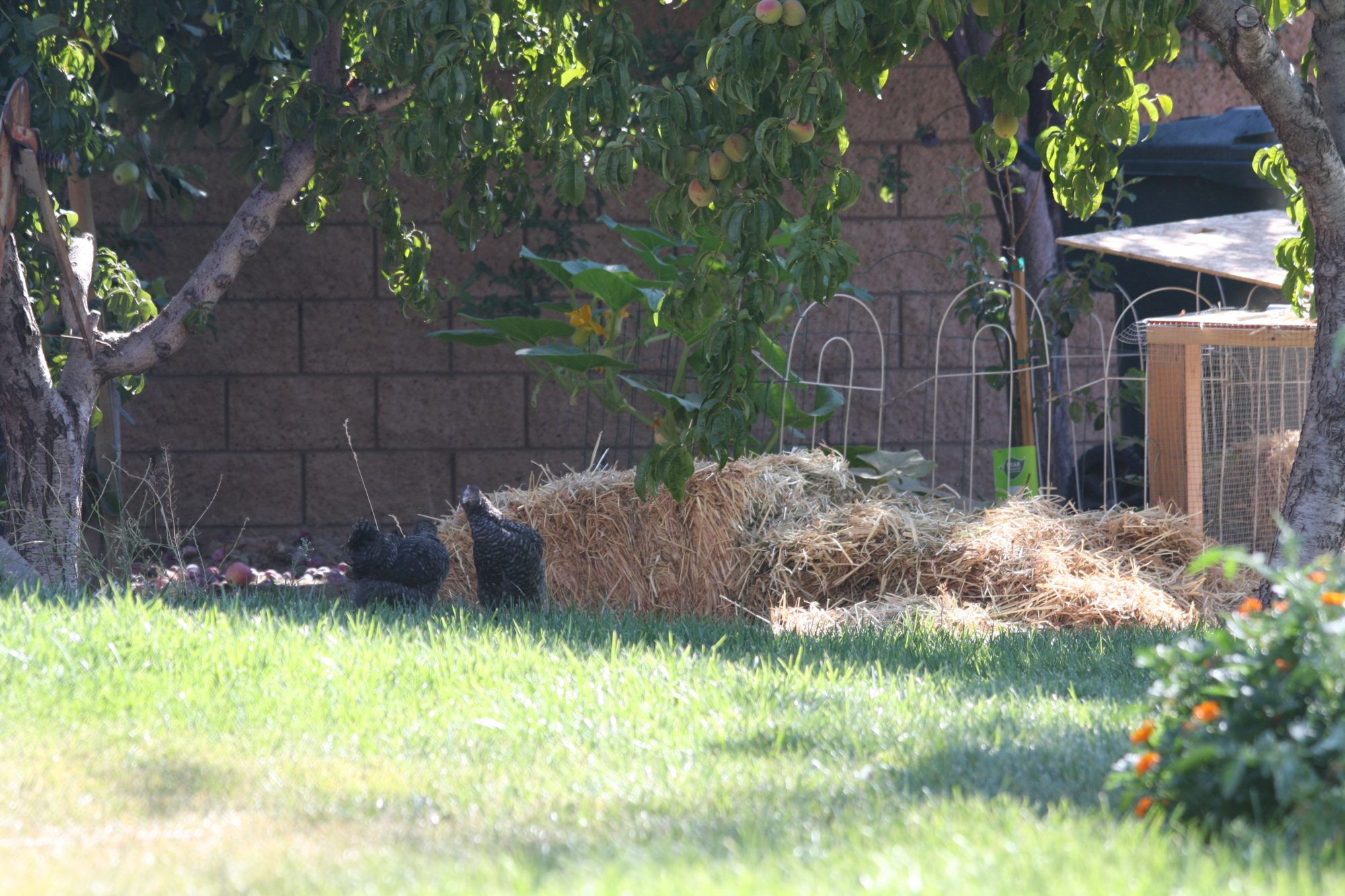 young hens exploring and enjoying the garden 5