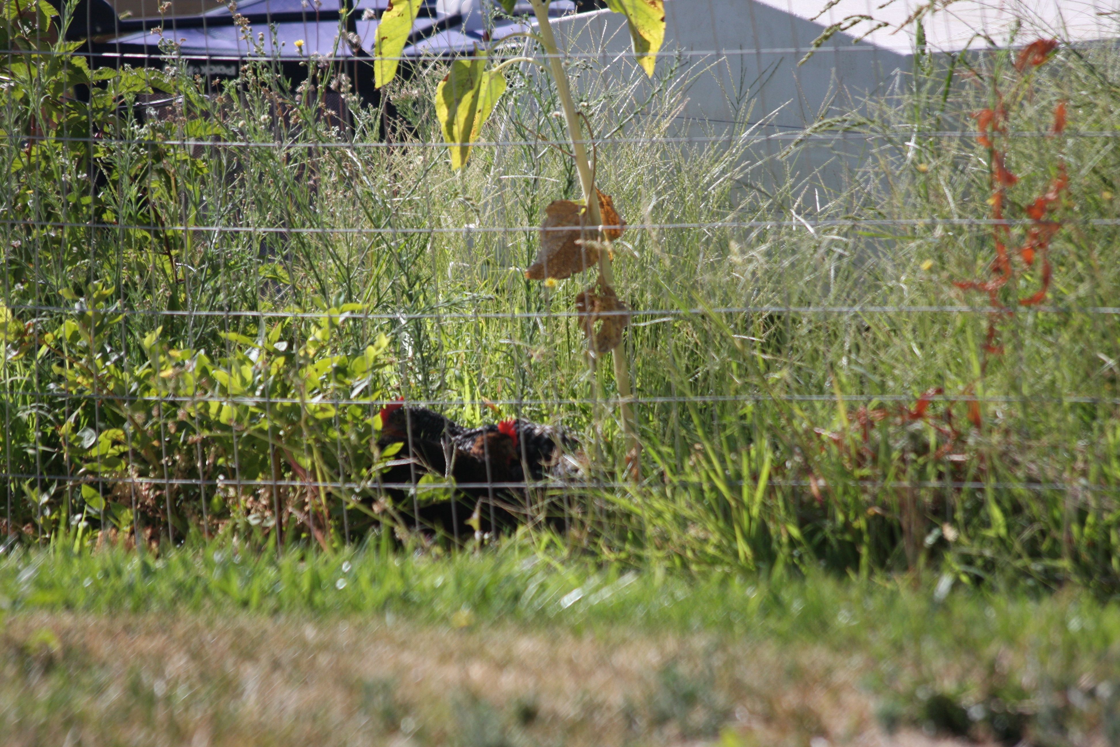 young hens exploring and enjoying the garden 6