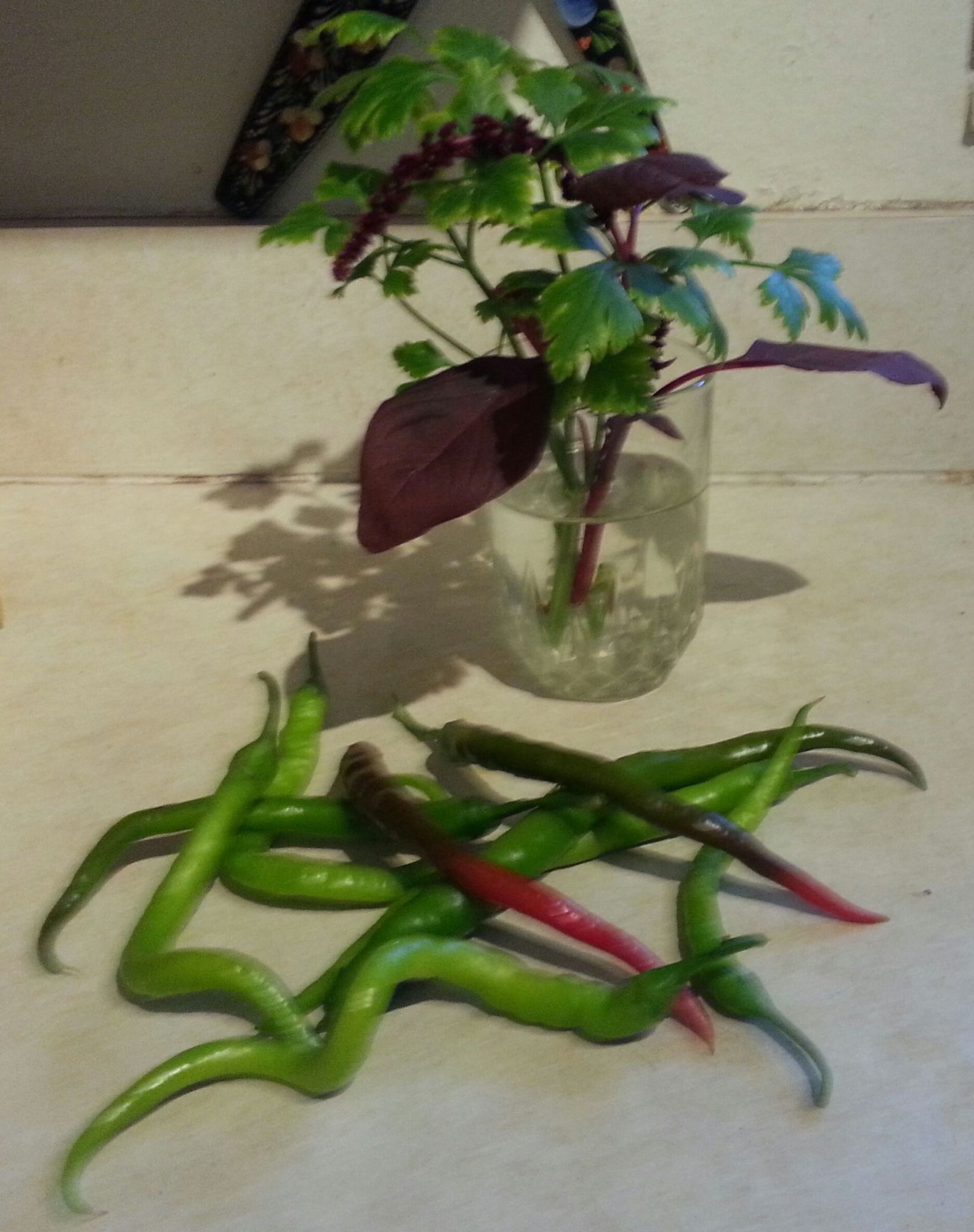 Young Hopi Red Dye Amaranth is red plant in glass with parsley. In front are the sweet peppers from Turkish seeds. They also had that type in Spain and would deep fry them in oil, salt them, then yum!