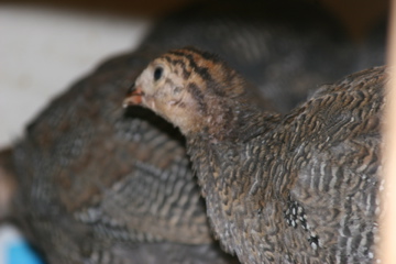 Young "Jumbo"/"French" guinea.
