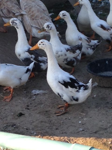 Young juvies. First full feather molt- 2014