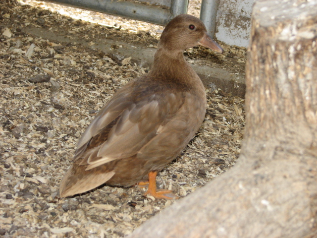 Young khaki hen....breeder
