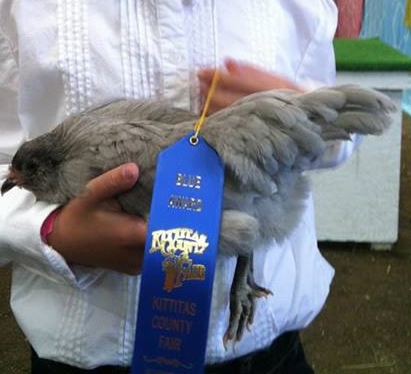 * young Lav bantam Ameraucana hen.