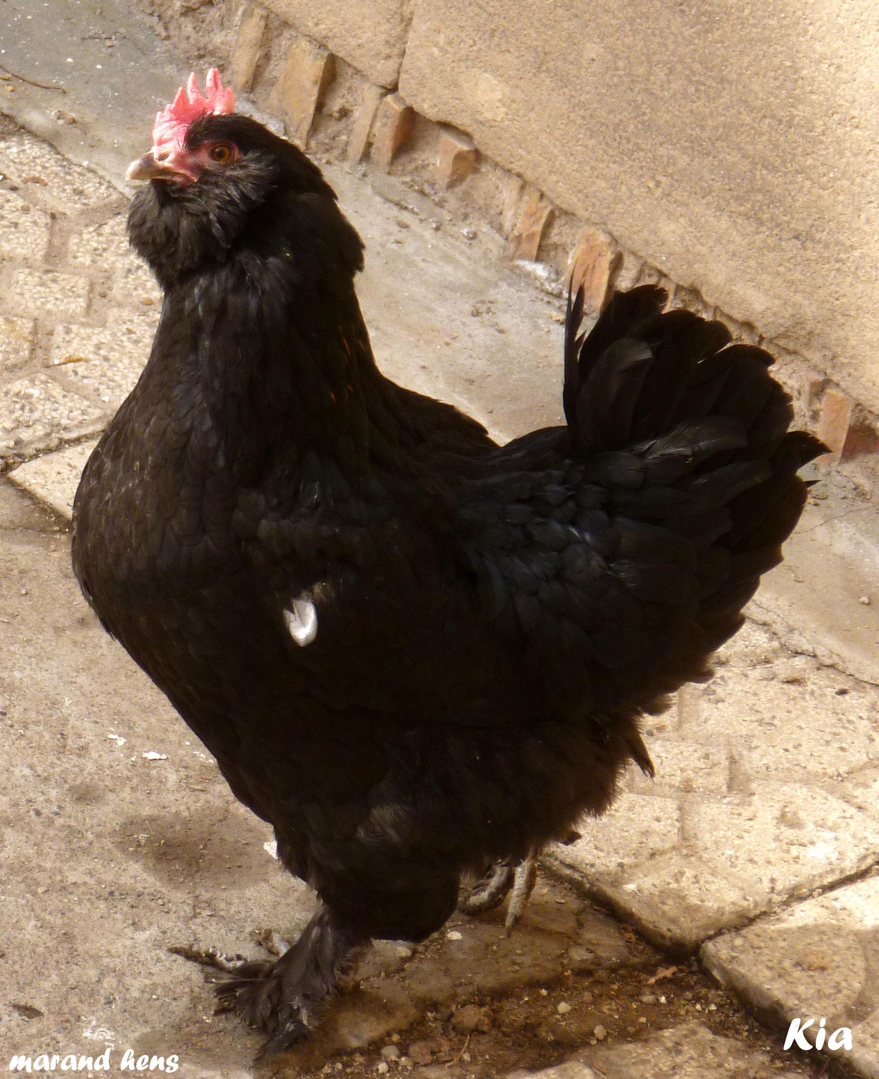 young marandi hen