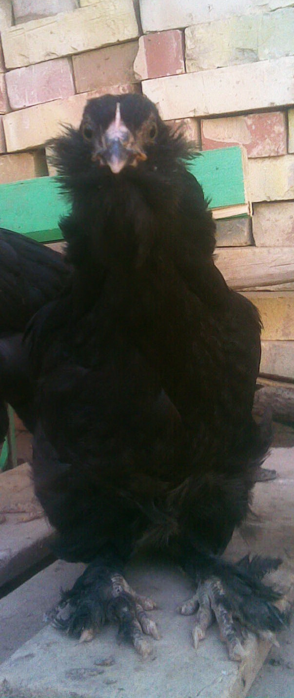 young marandi pullet