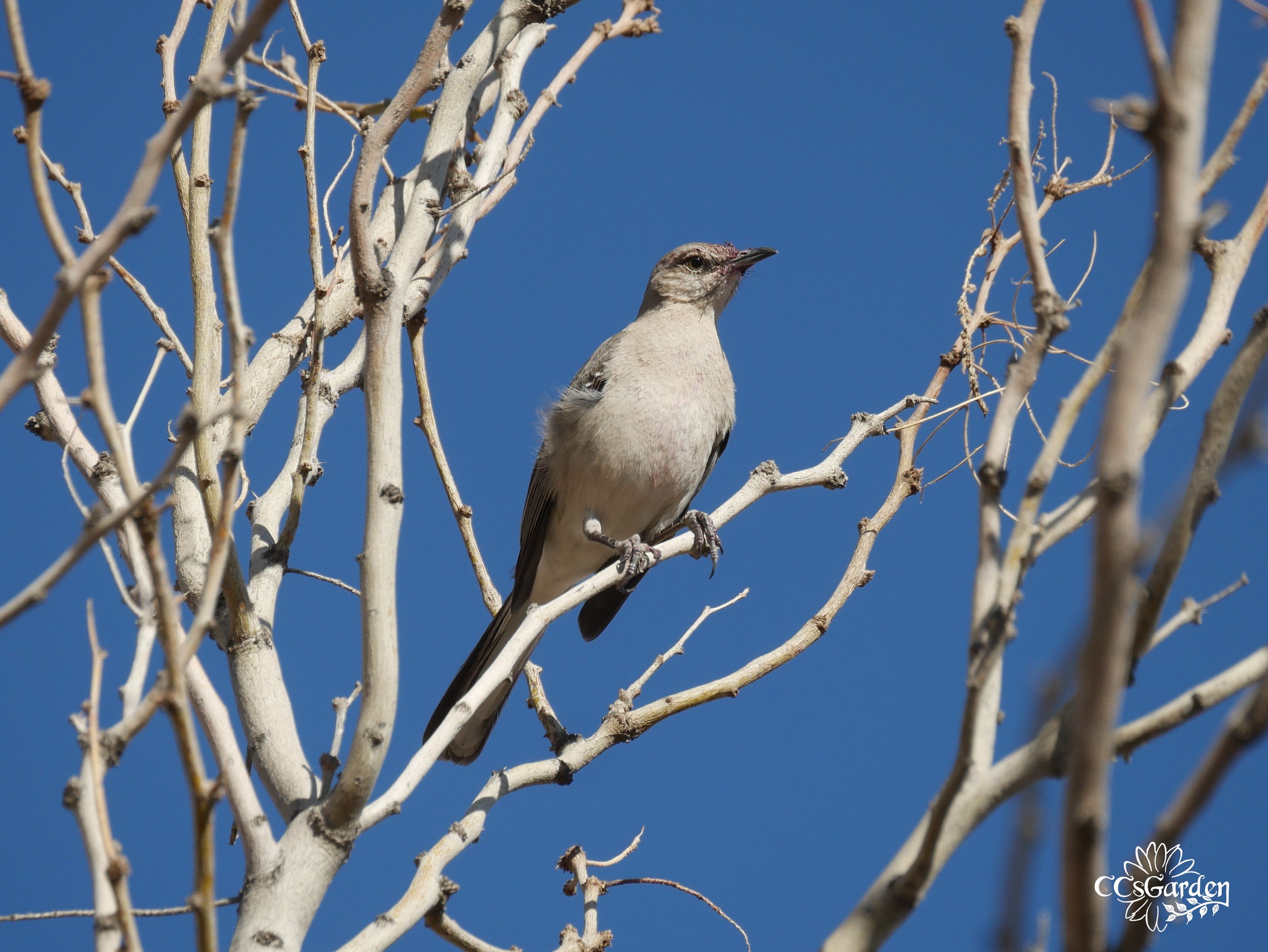 Young mocking bird