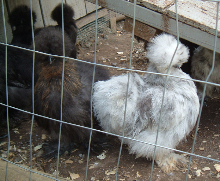 Young partridge and splash silkies