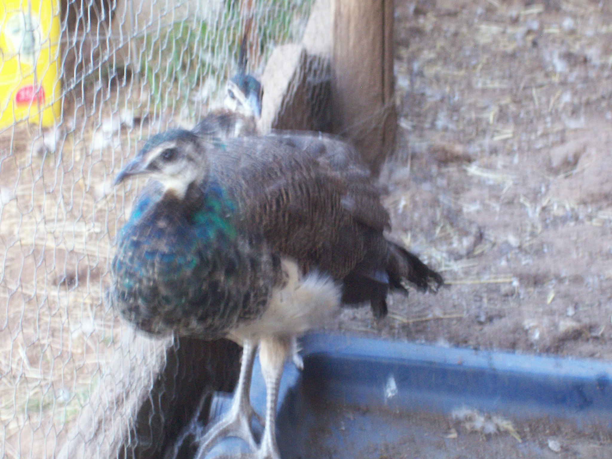 Young peafowl