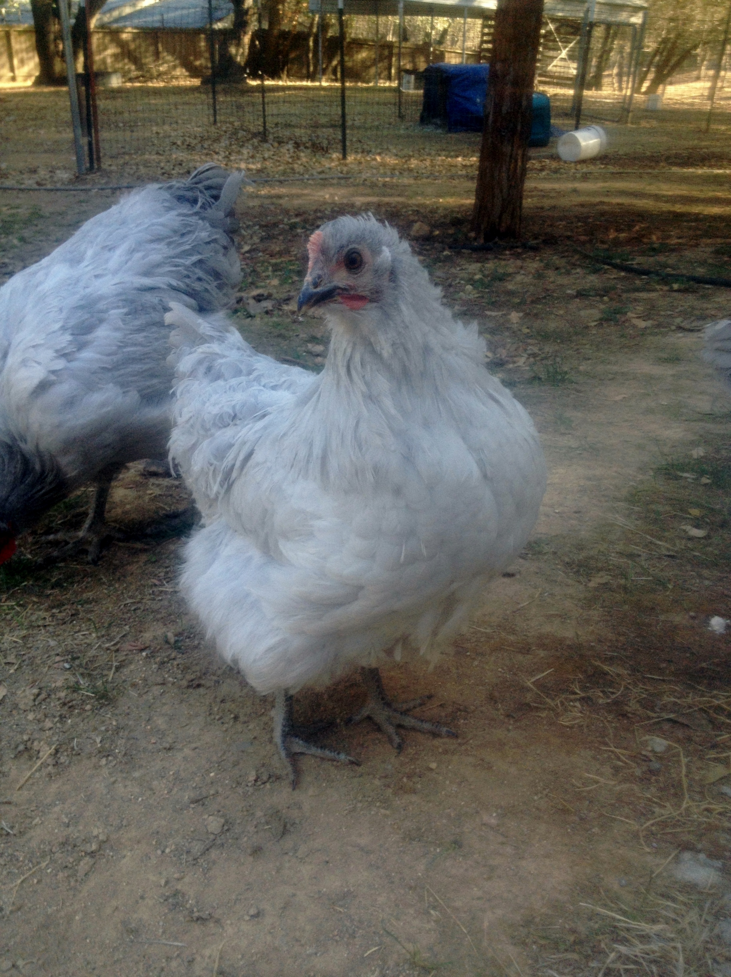Young pullet from my first hatching!