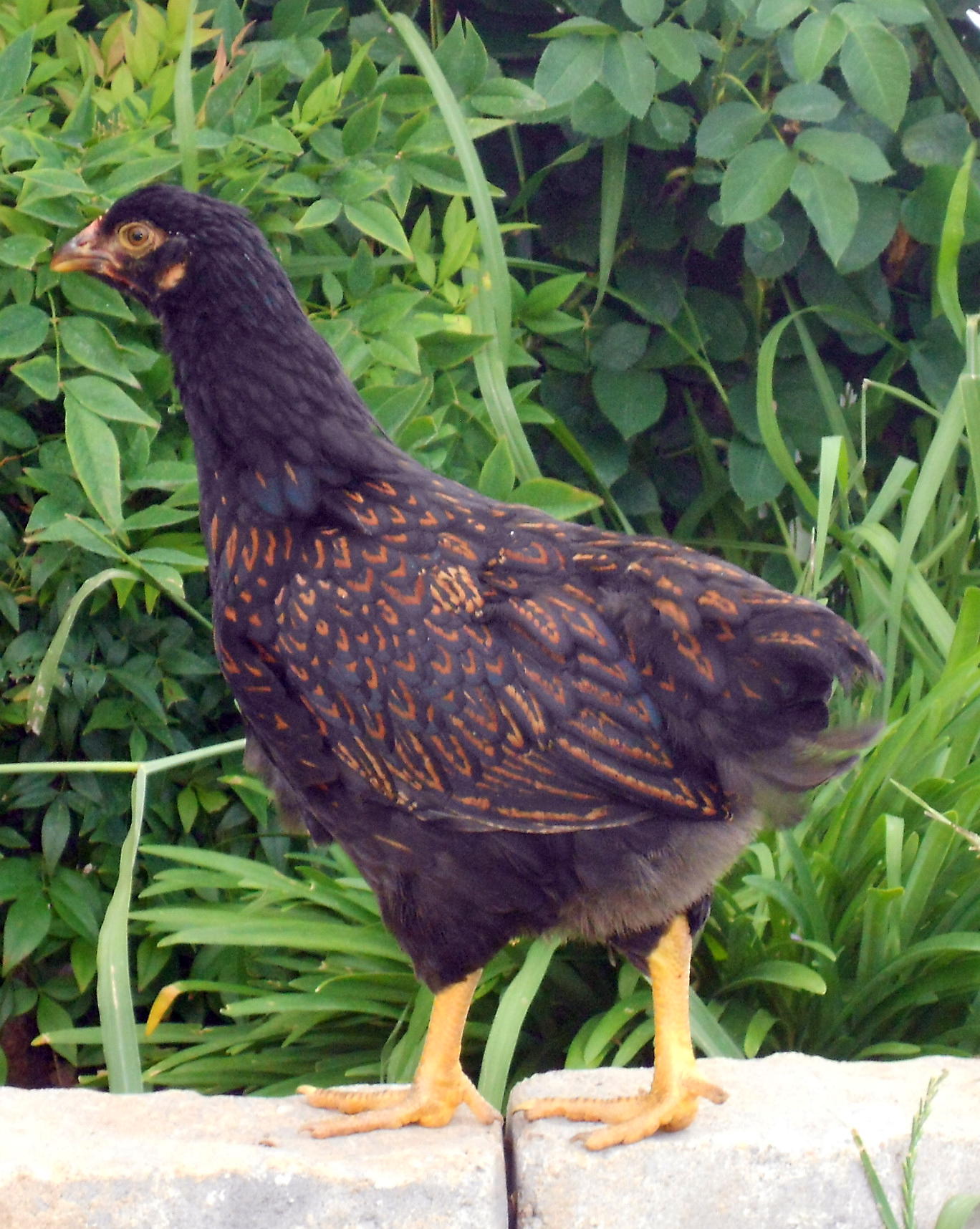 young pullet that has really nice lacing coming in