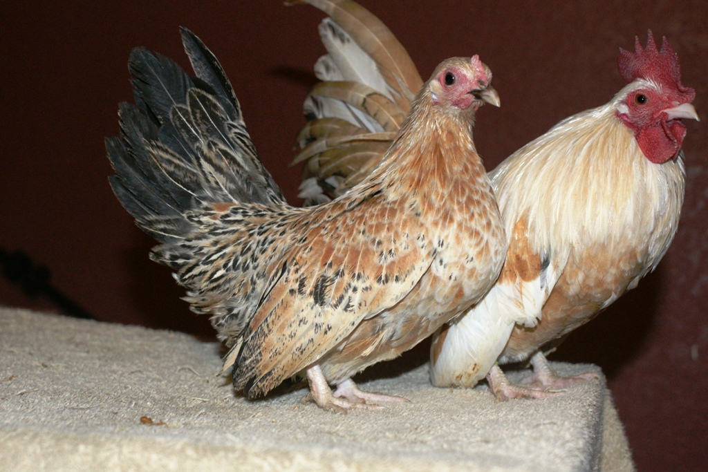 young pullet