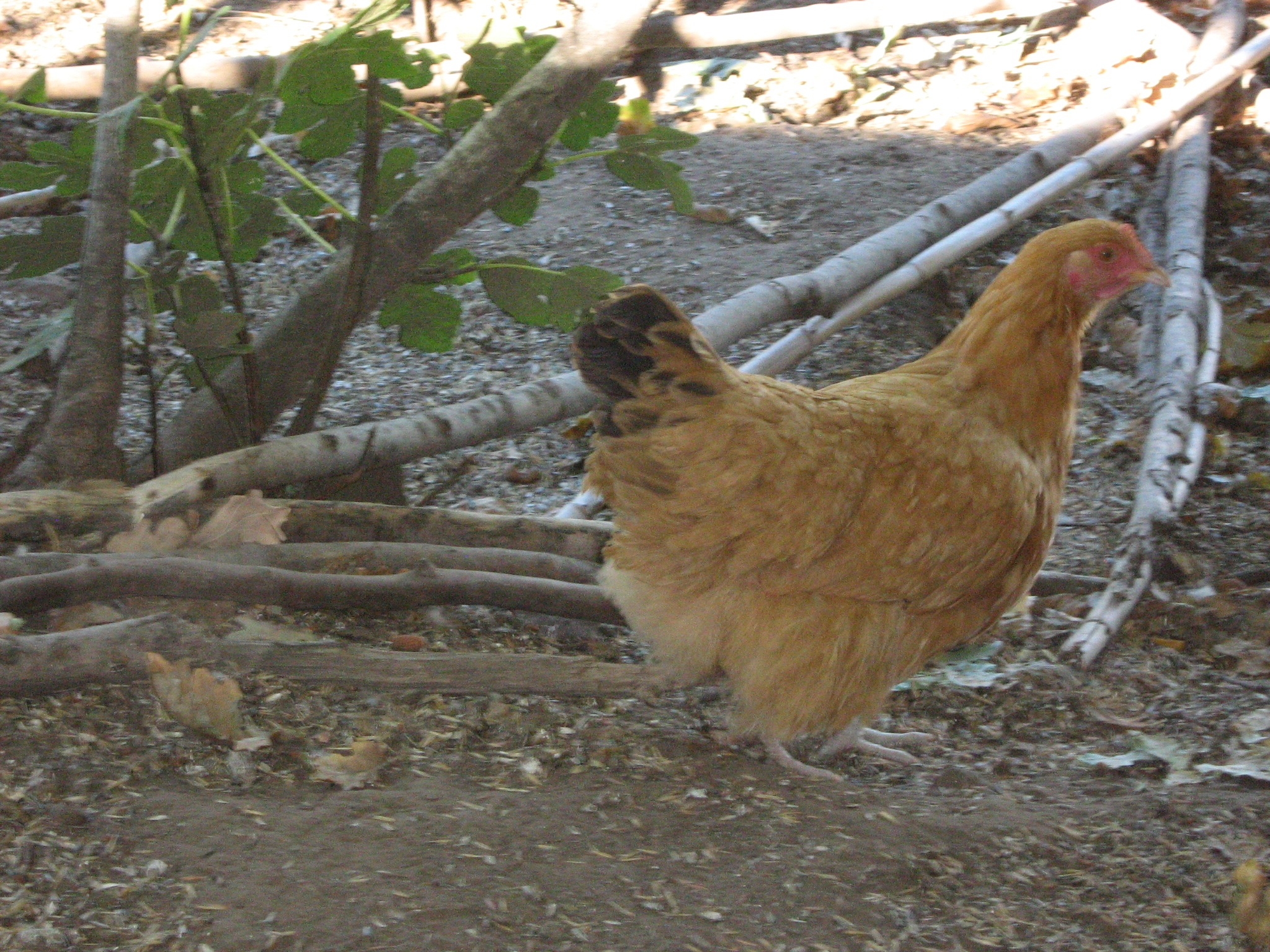 young pullet